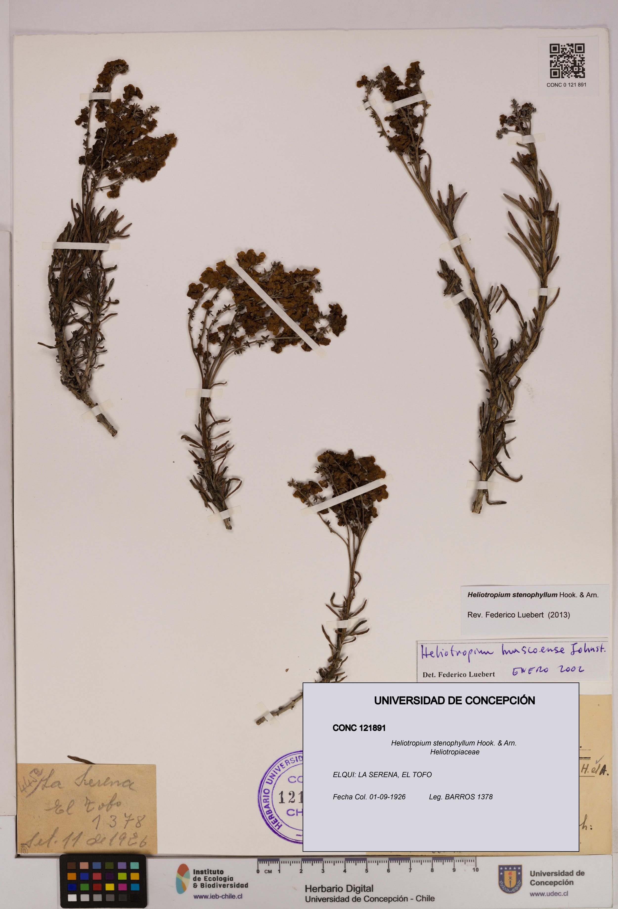 Heliotropium stenophyllum [Espécimen: ]