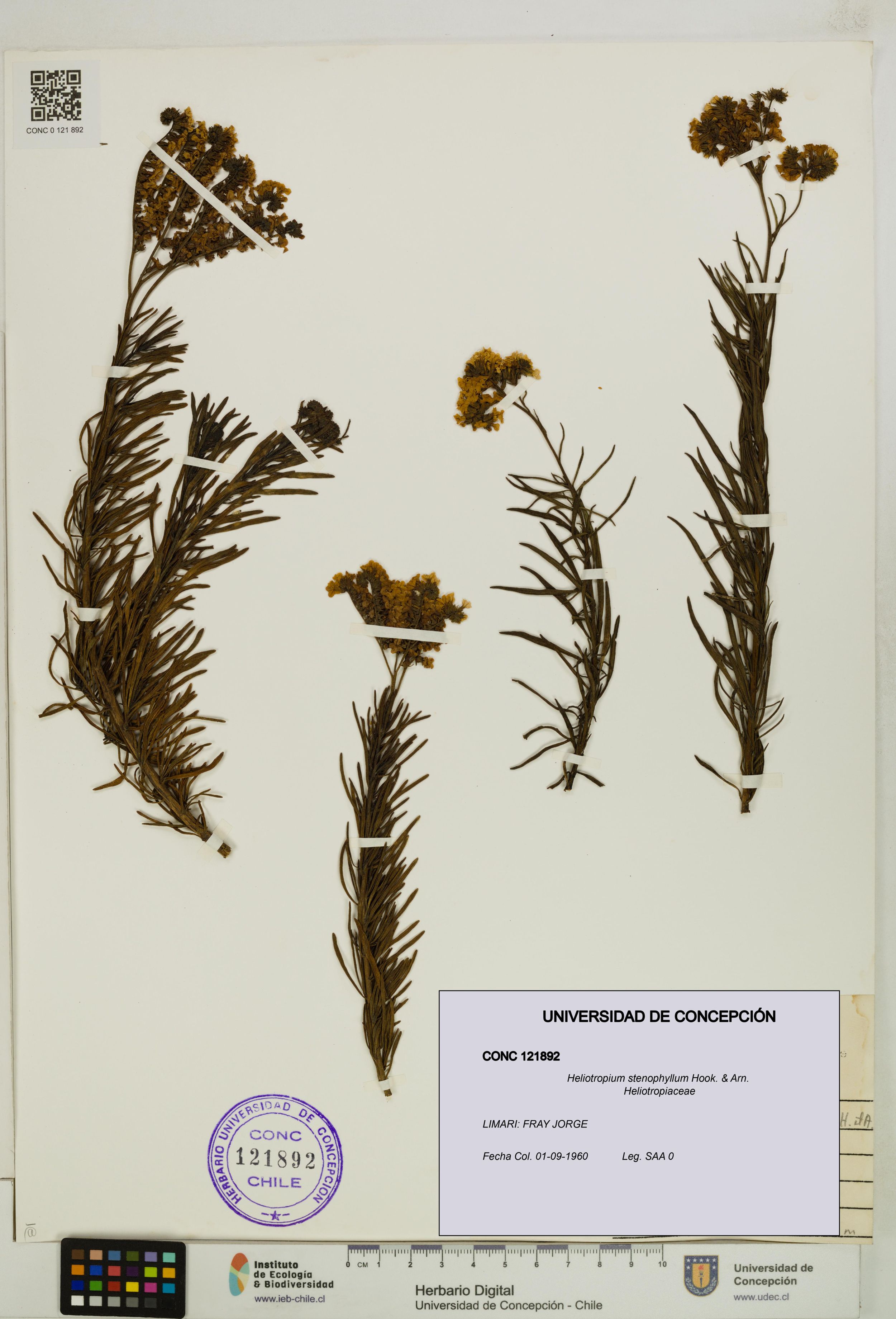 Heliotropium stenophyllum [Espécimen: ]