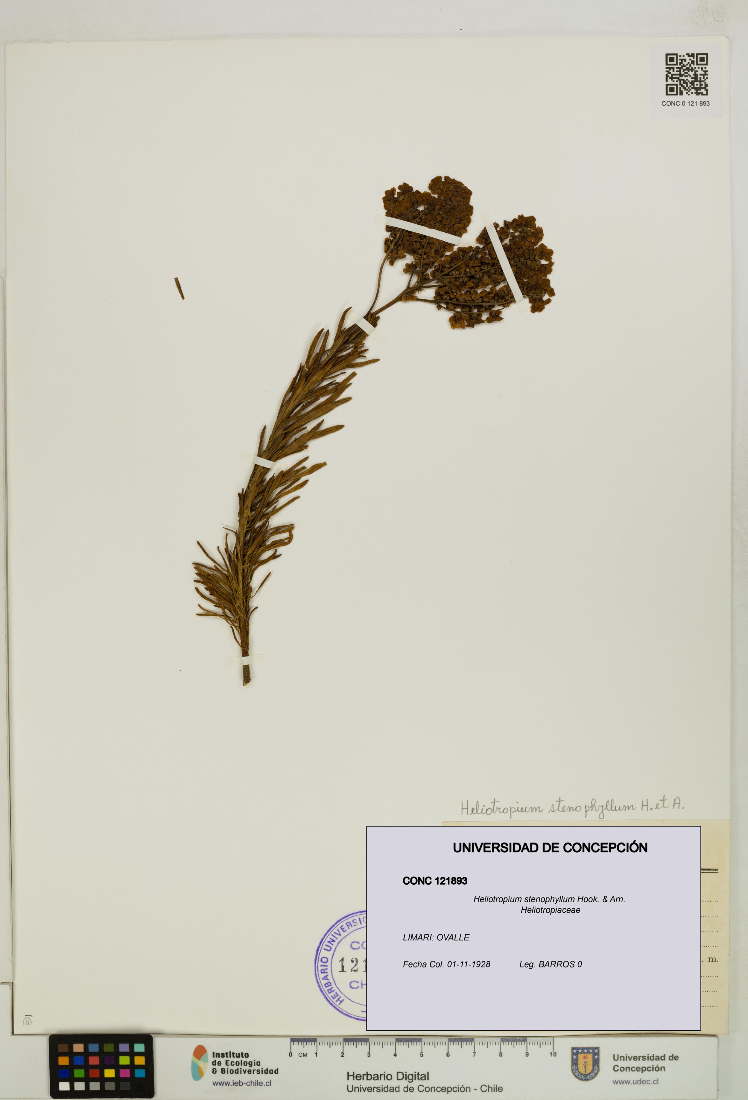 Heliotropium stenophyllum [Espécimen: ]