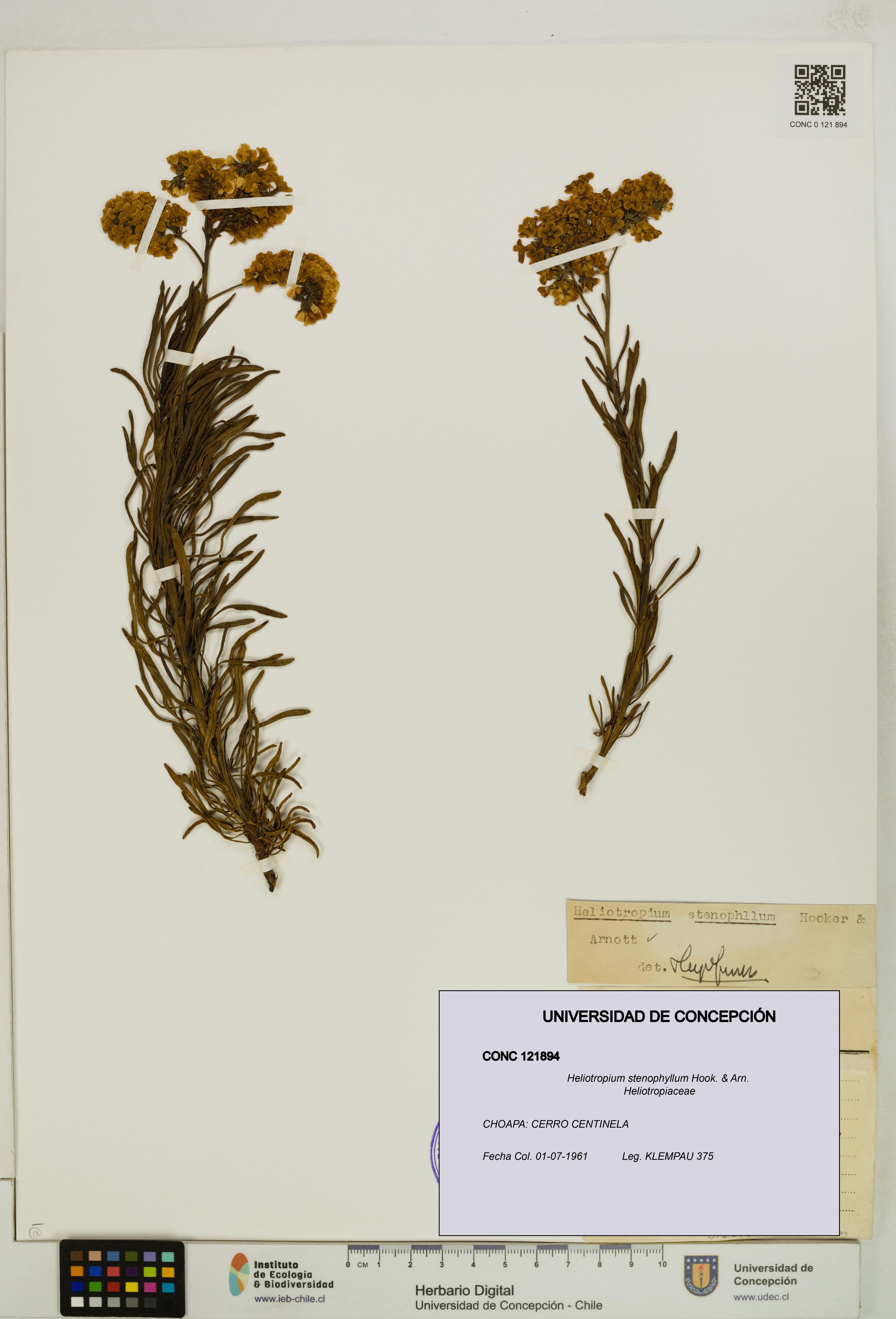 Heliotropium stenophyllum [Espécimen: ]