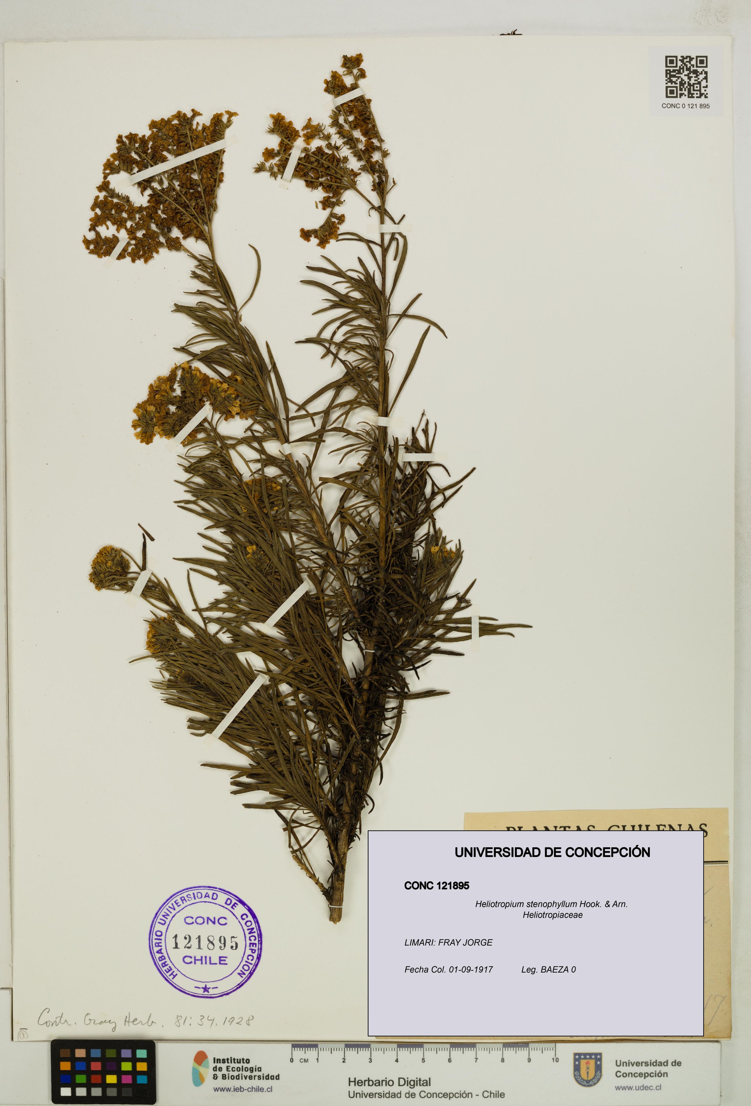 Heliotropium stenophyllum [Espécimen: ]