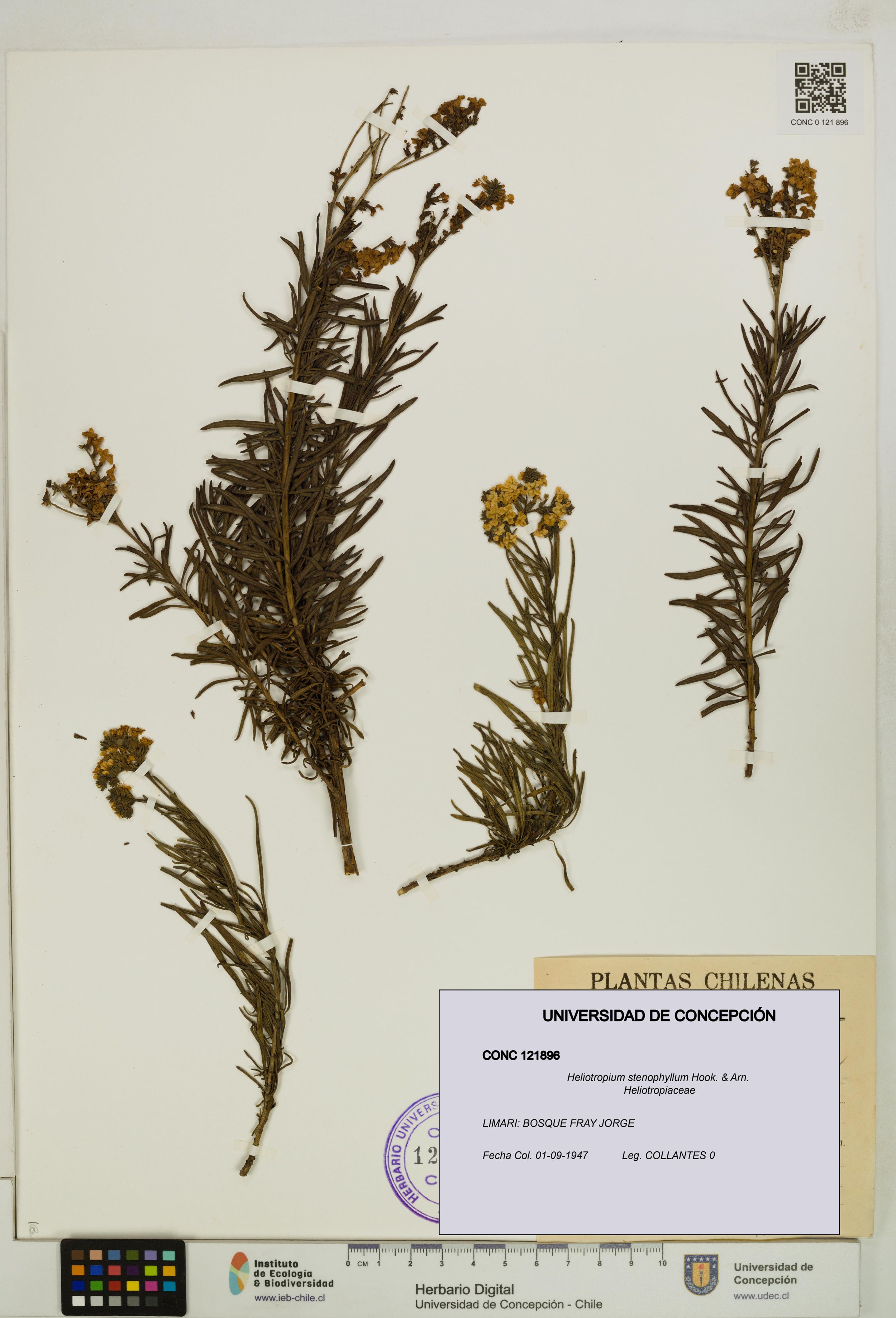 Heliotropium stenophyllum [Espécimen: ]