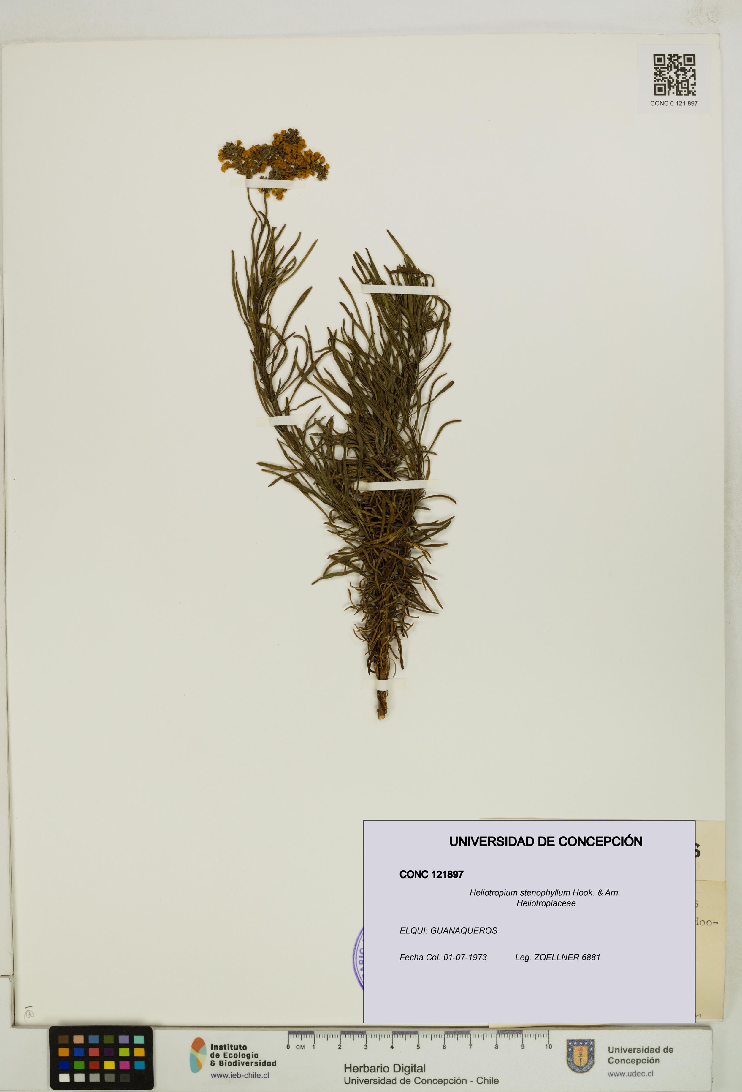 Heliotropium stenophyllum [Espécimen: ]