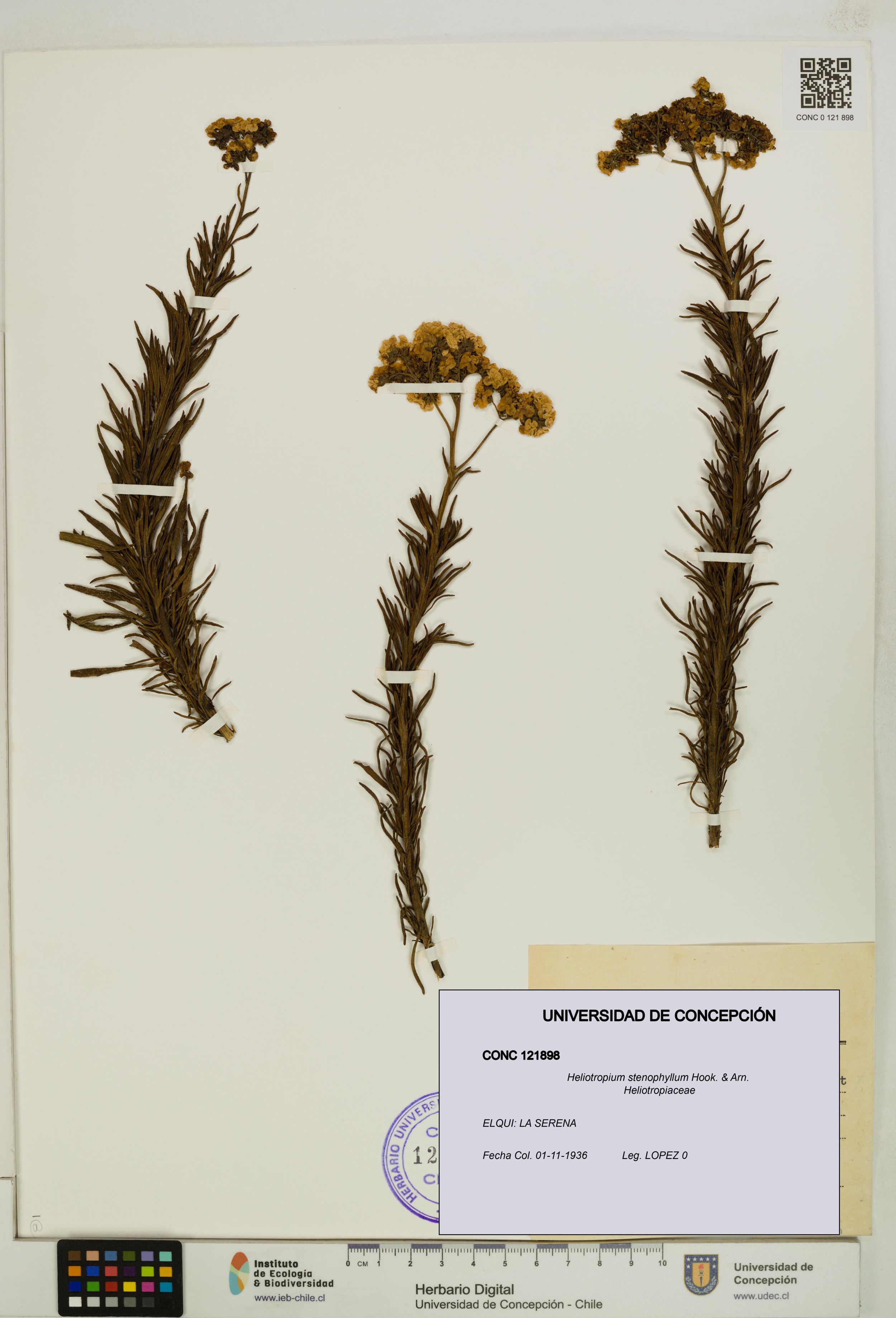 Heliotropium stenophyllum [Espécimen: ]