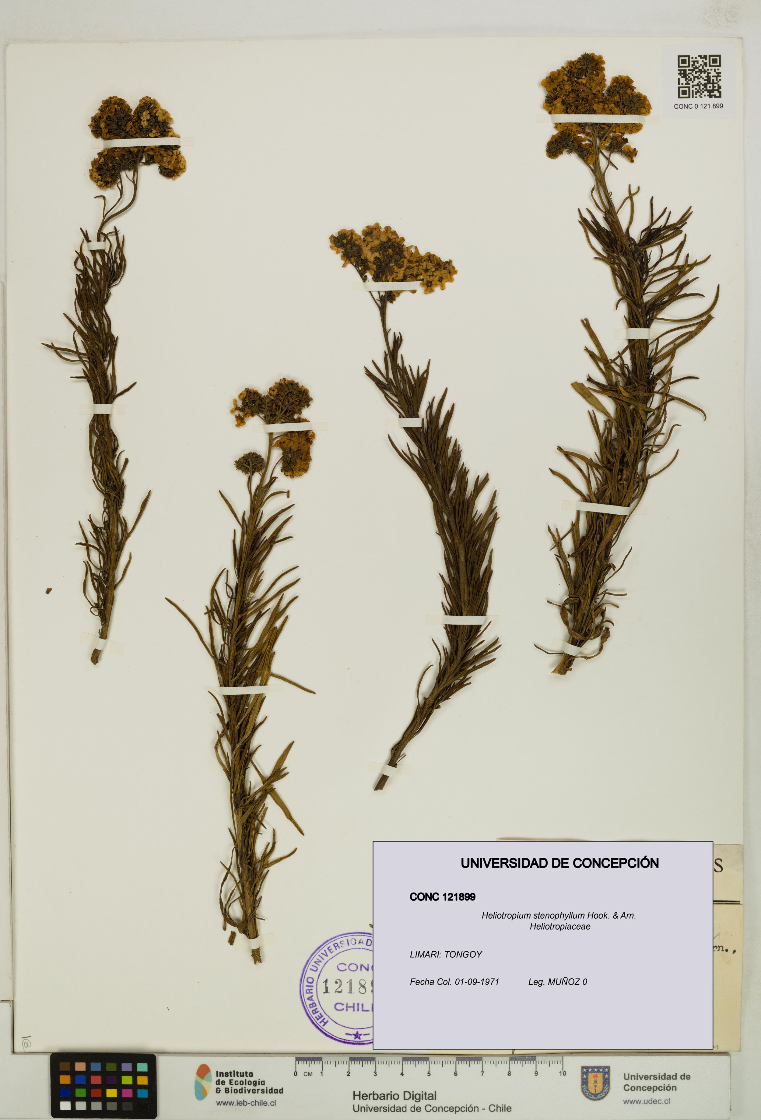 Heliotropium stenophyllum [Espécimen: ]