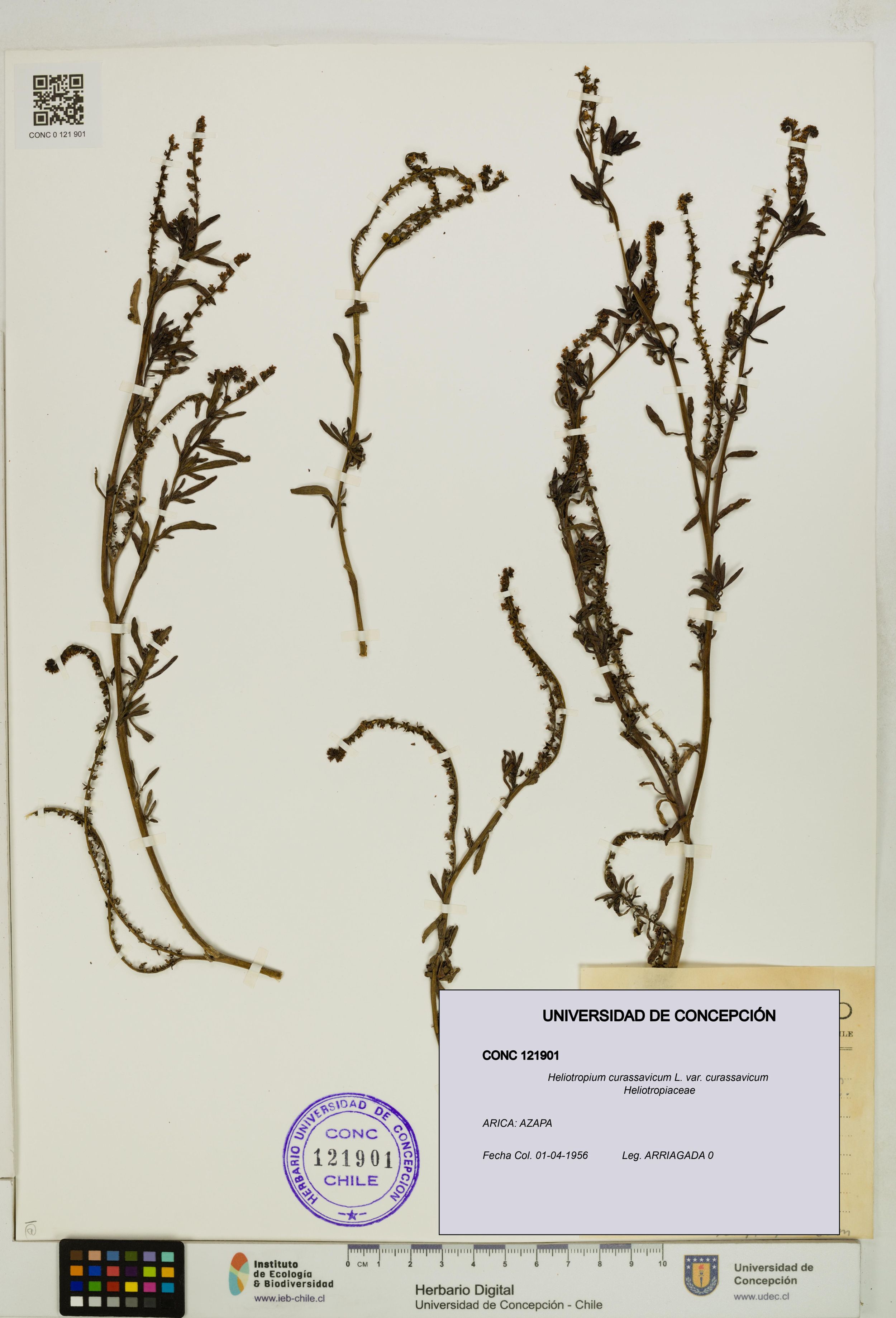 Heliotropium curassavicum var. curassavicum [Espécimen: ]