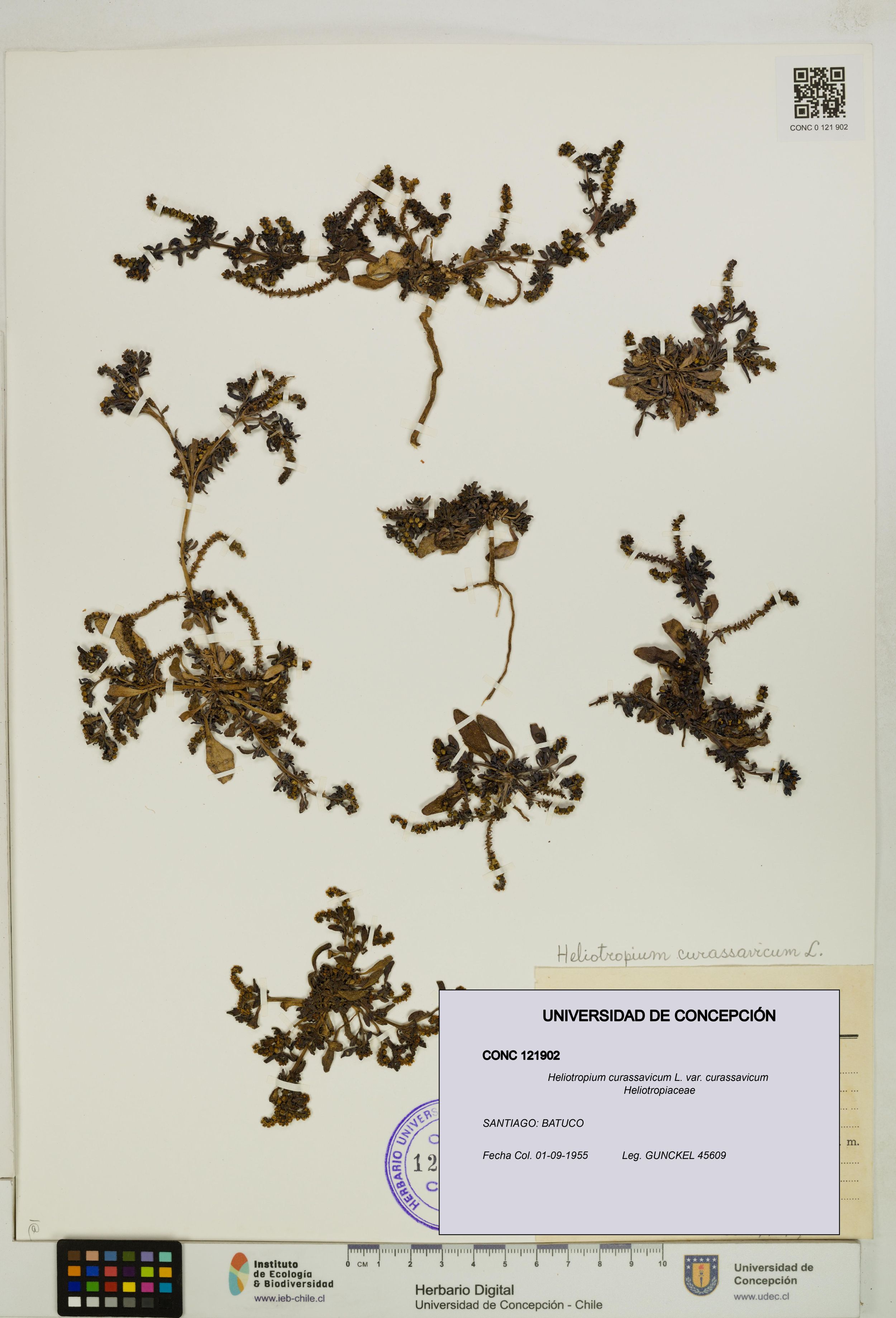 Heliotropium curassavicum var. curassavicum [Espécimen: ]