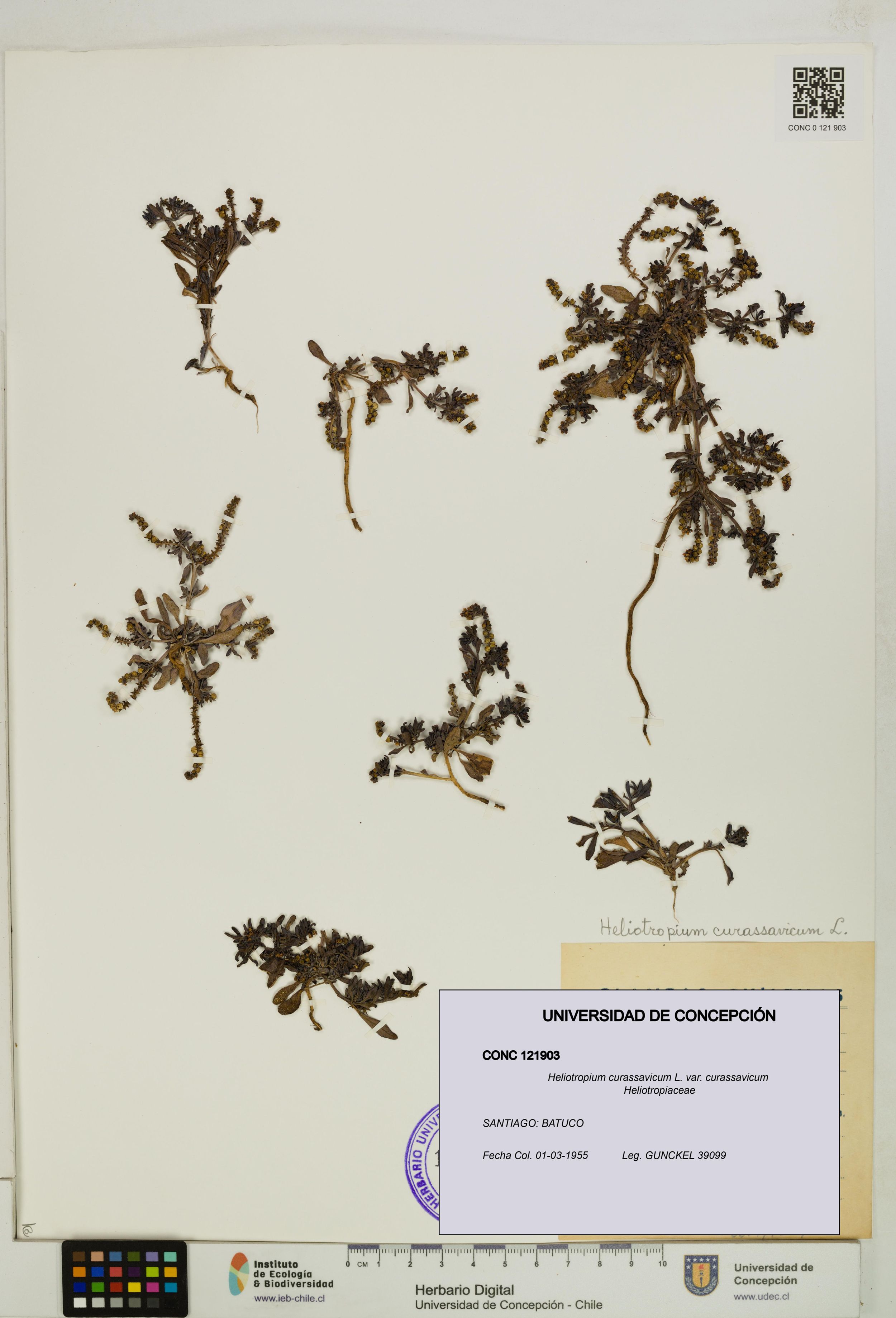 Heliotropium curassavicum var. curassavicum [Espécimen: ]