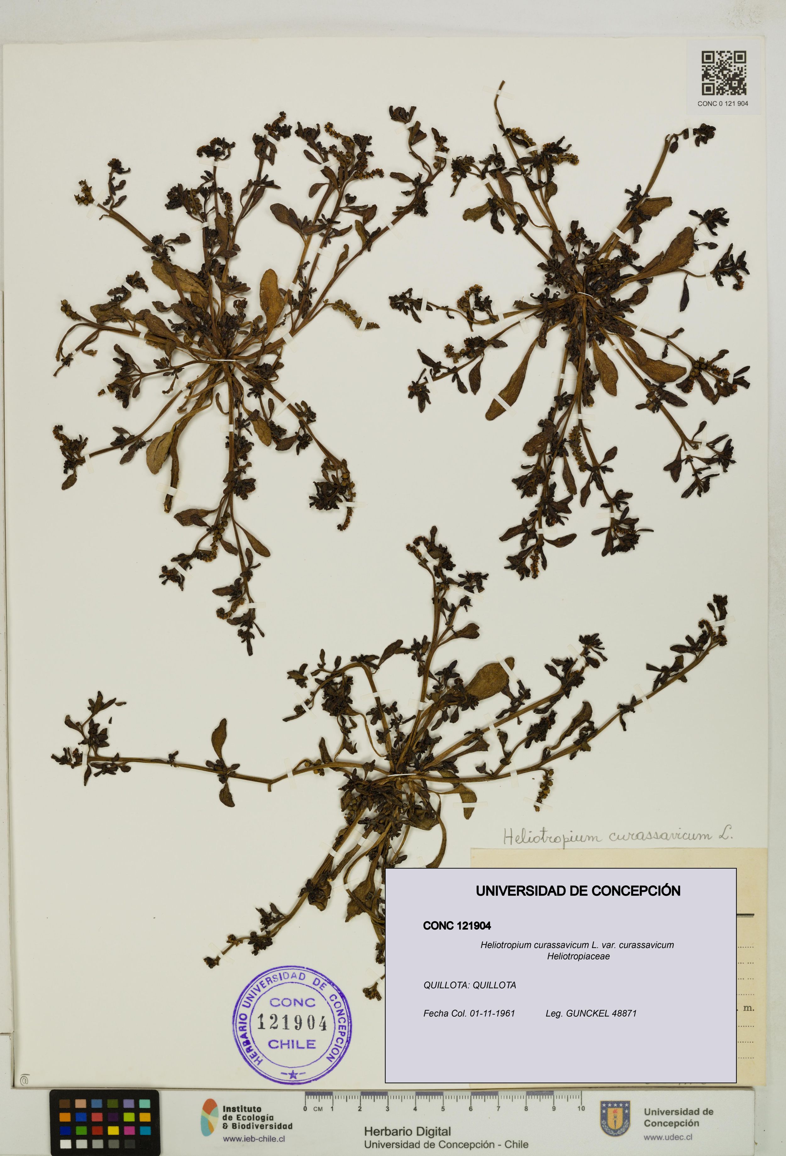 Heliotropium curassavicum var. curassavicum [Espécimen: ]