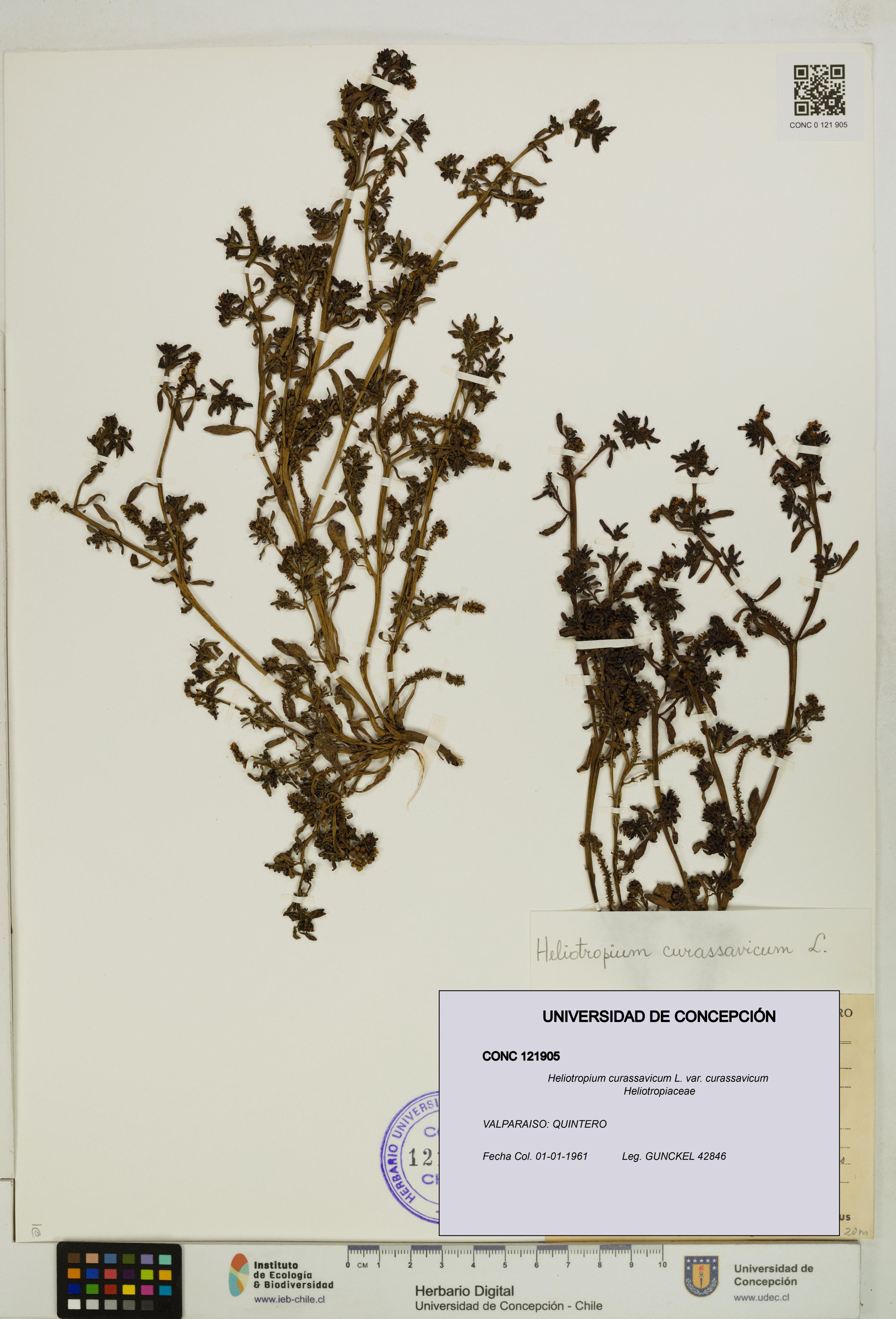 Heliotropium curassavicum var. curassavicum [Espécimen: ]