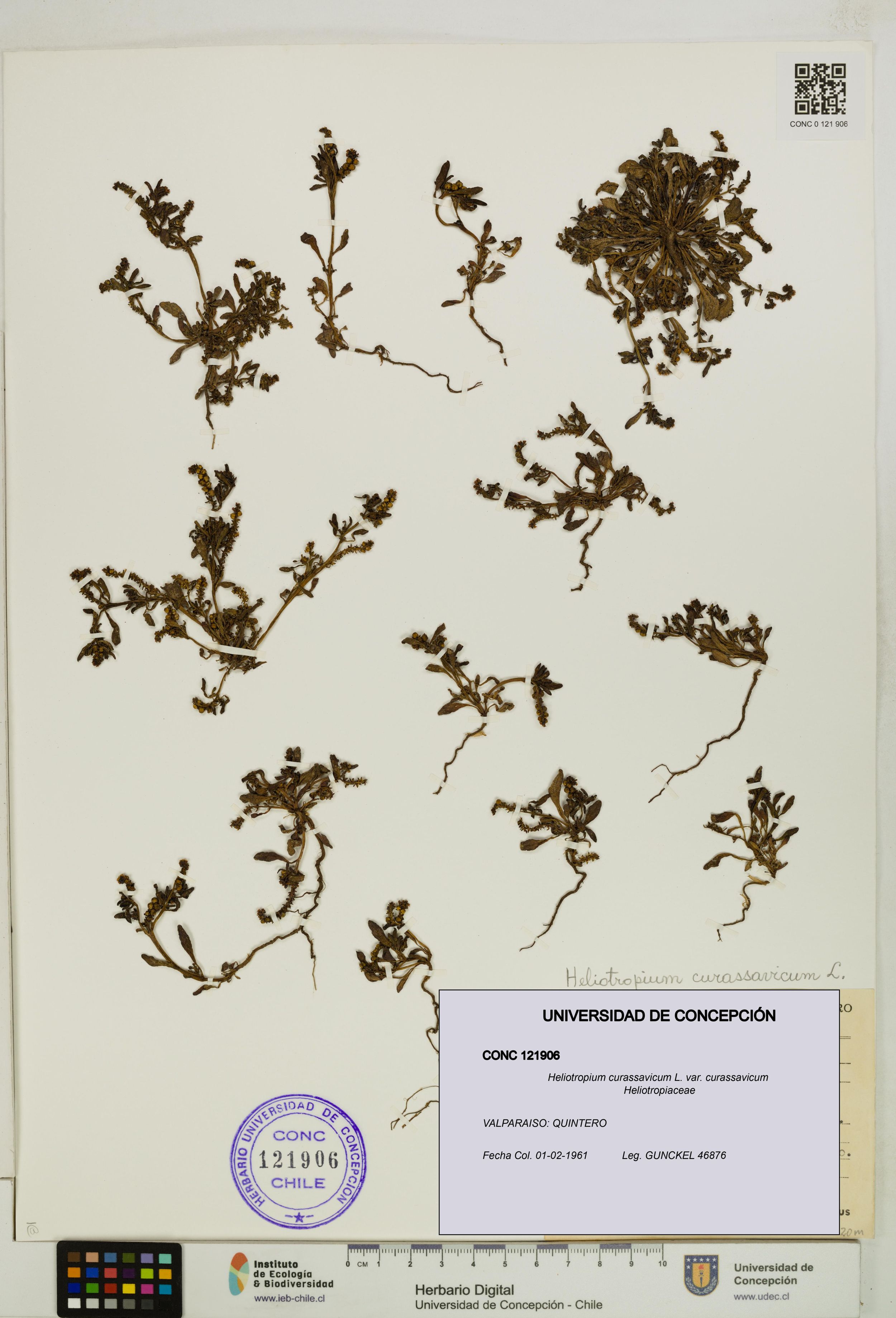 Heliotropium curassavicum var. curassavicum [Espécimen: ]