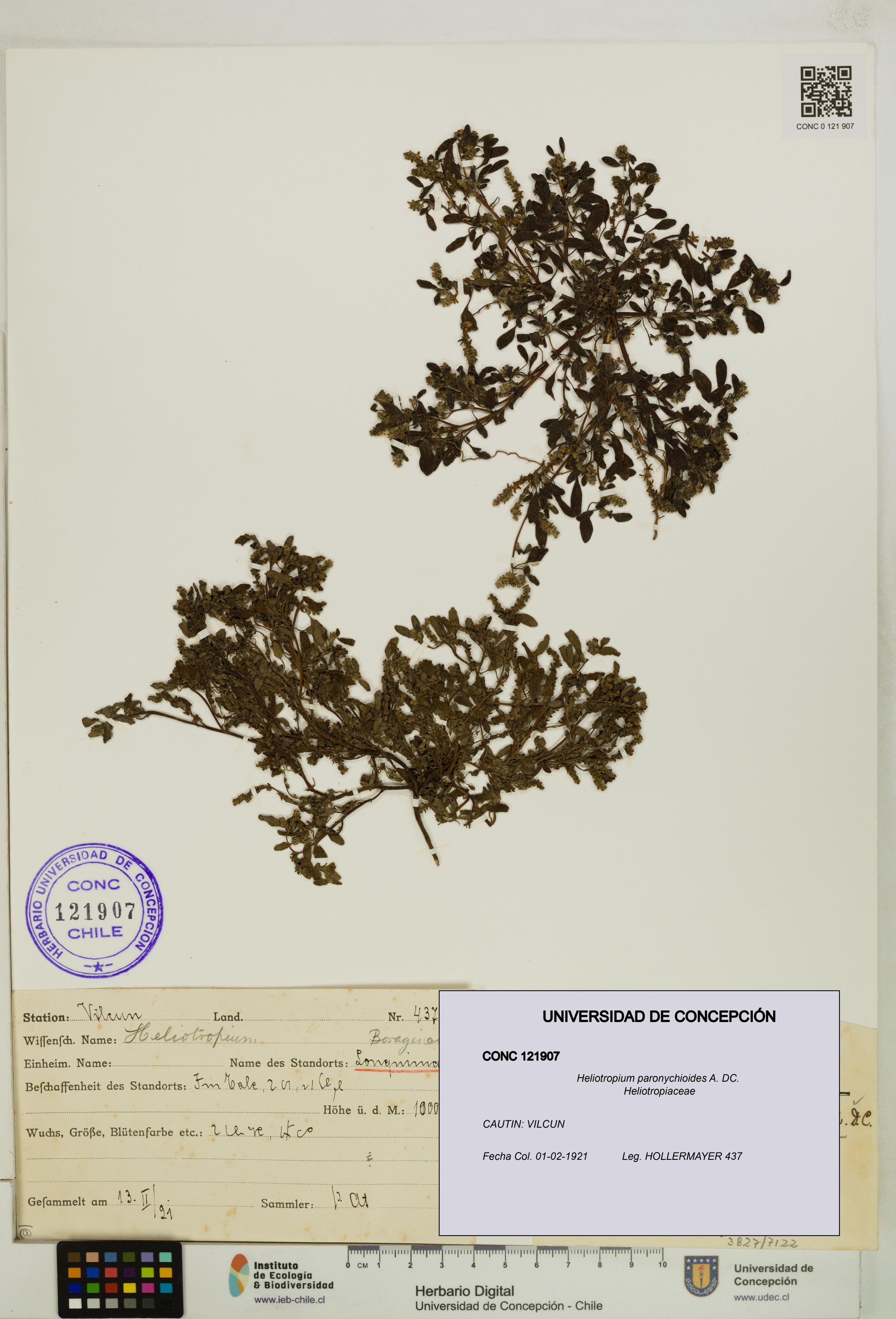 Heliotropium paronychioides [Espécimen: ]