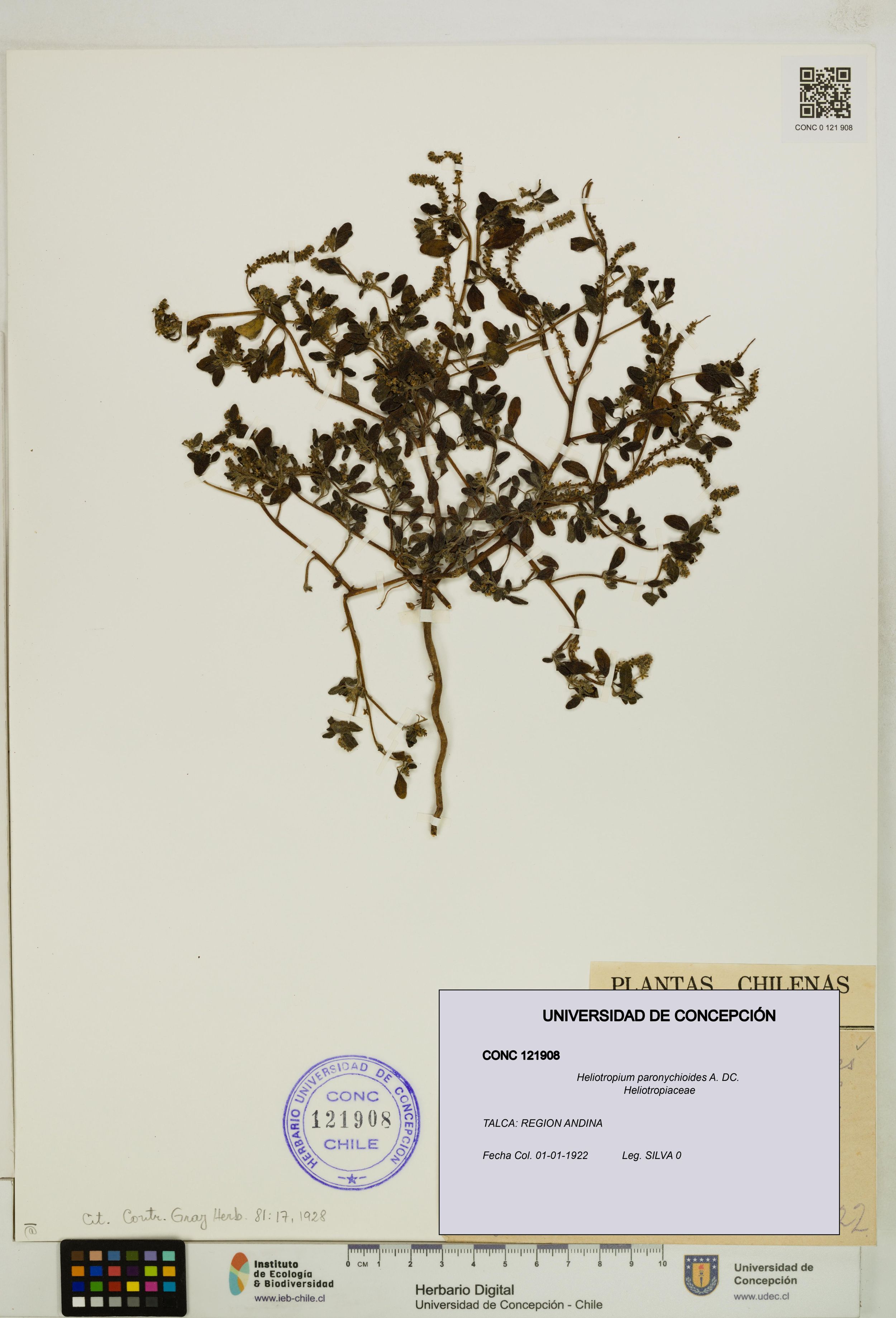 Heliotropium paronychioides [Espécimen: ]