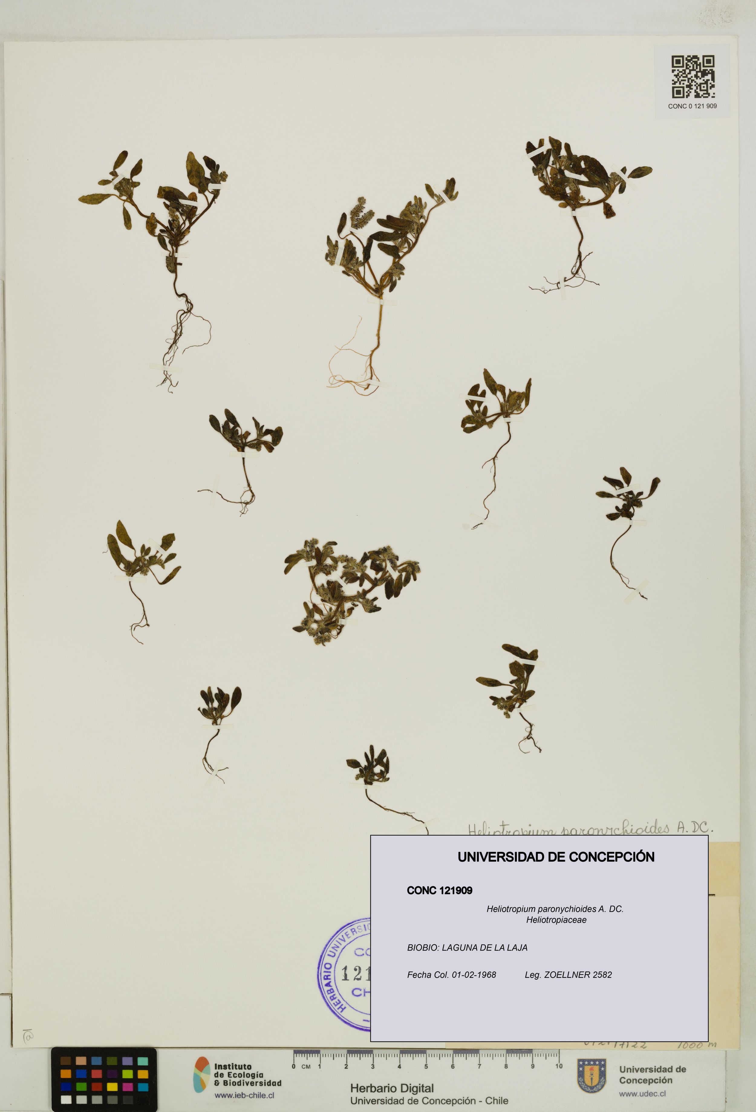 Heliotropium paronychioides [Espécimen: ]