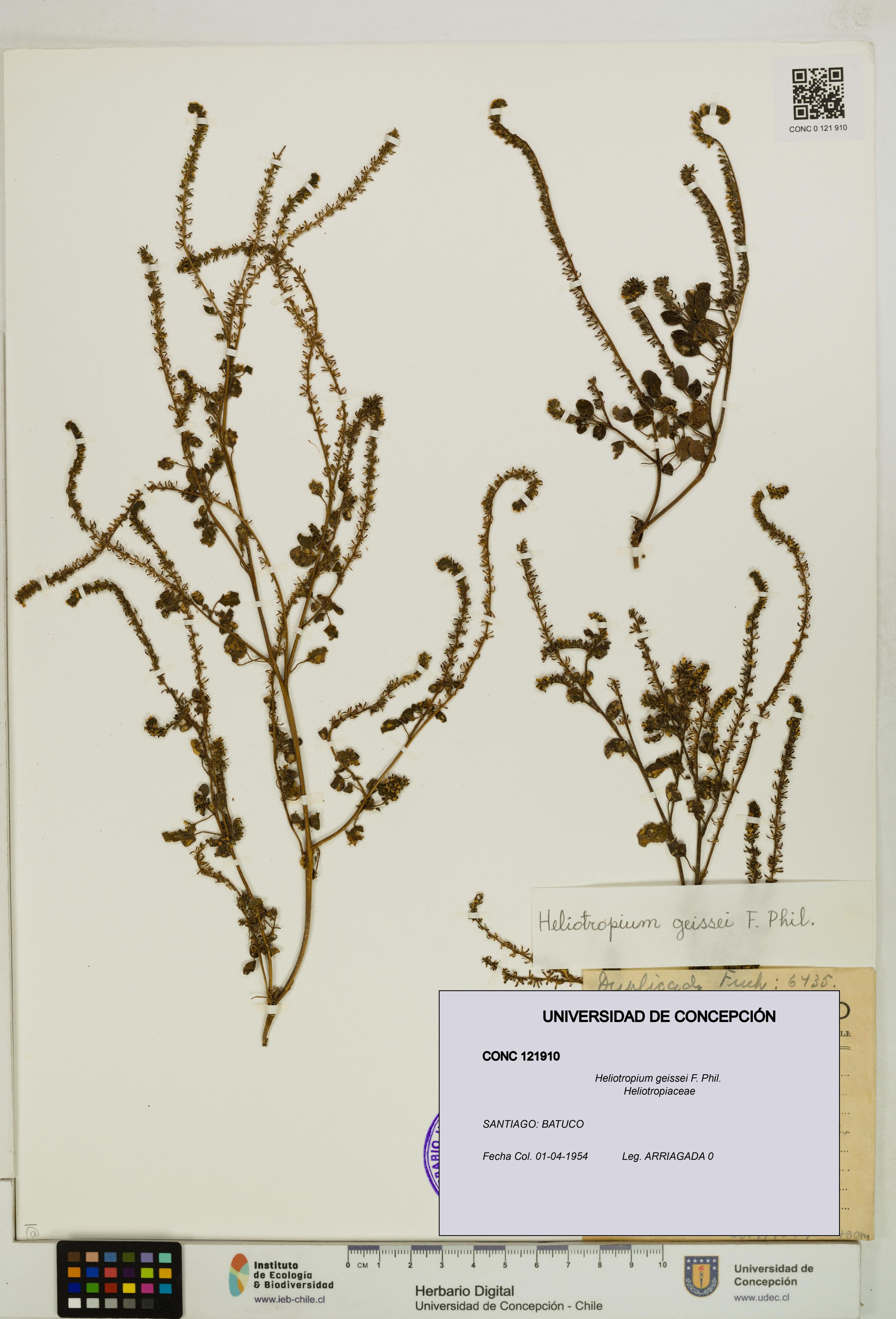 Heliotropium geissei [Espécimen: ]