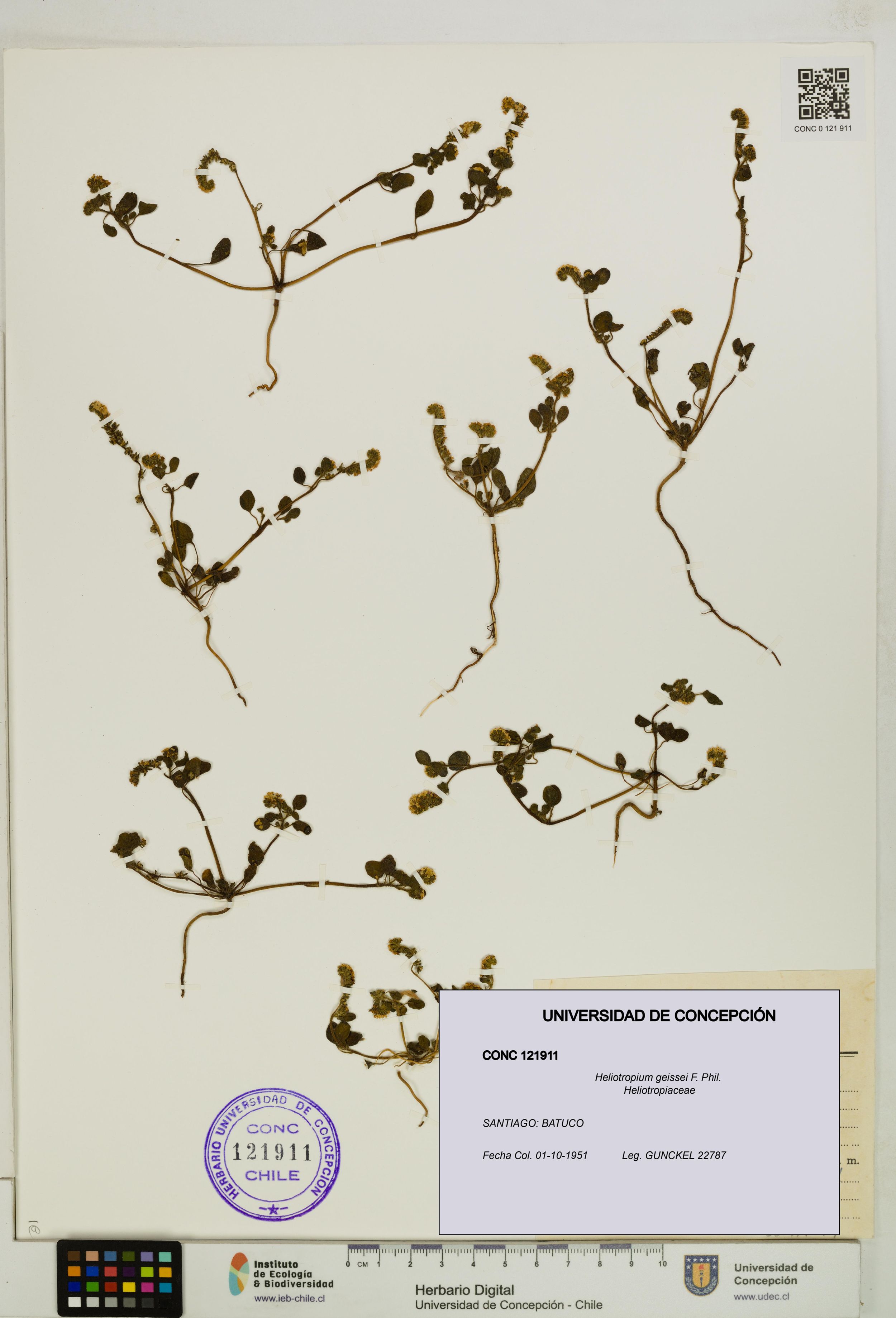 Heliotropium geissei [Espécimen: ]
