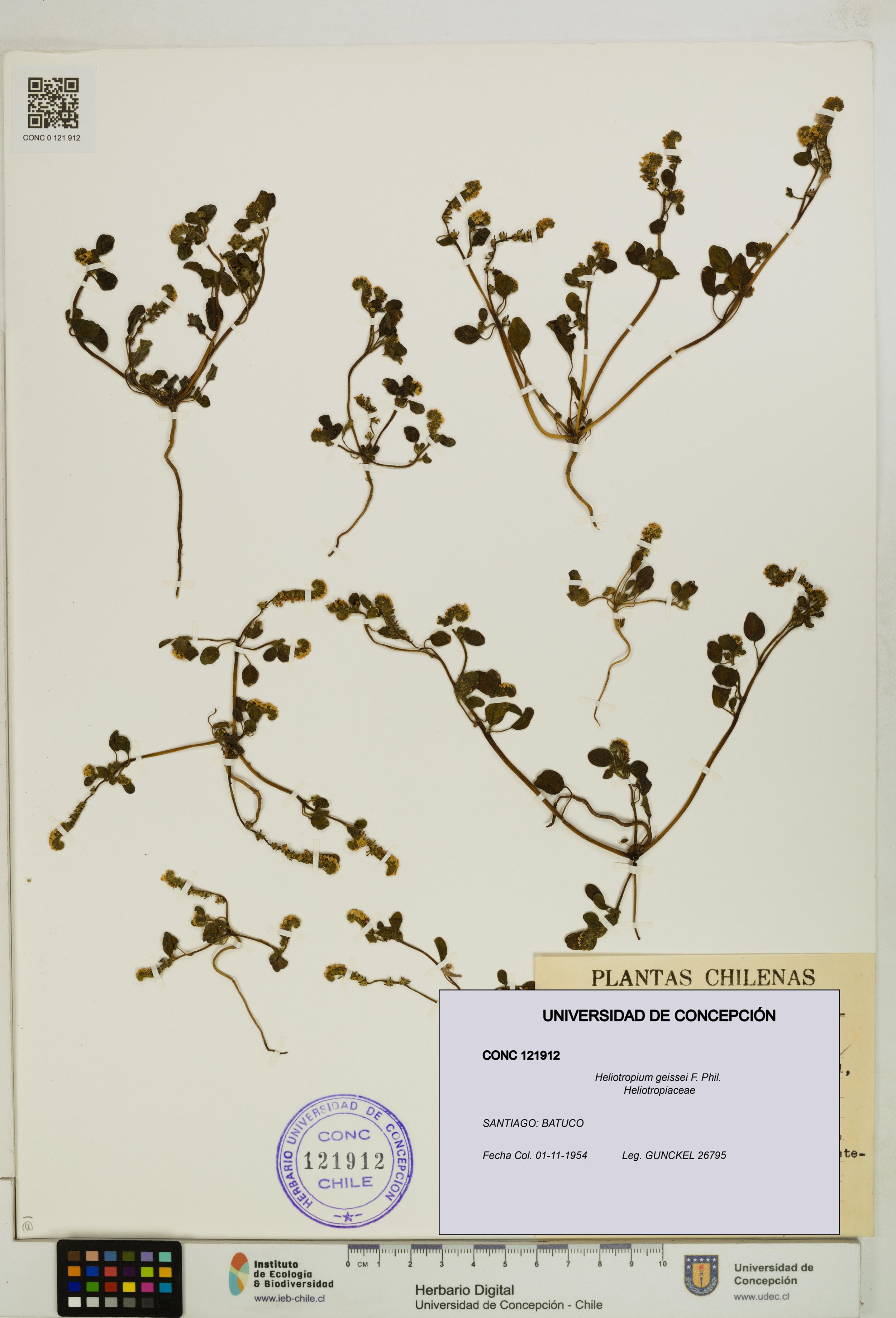 Heliotropium geissei [Espécimen: ]