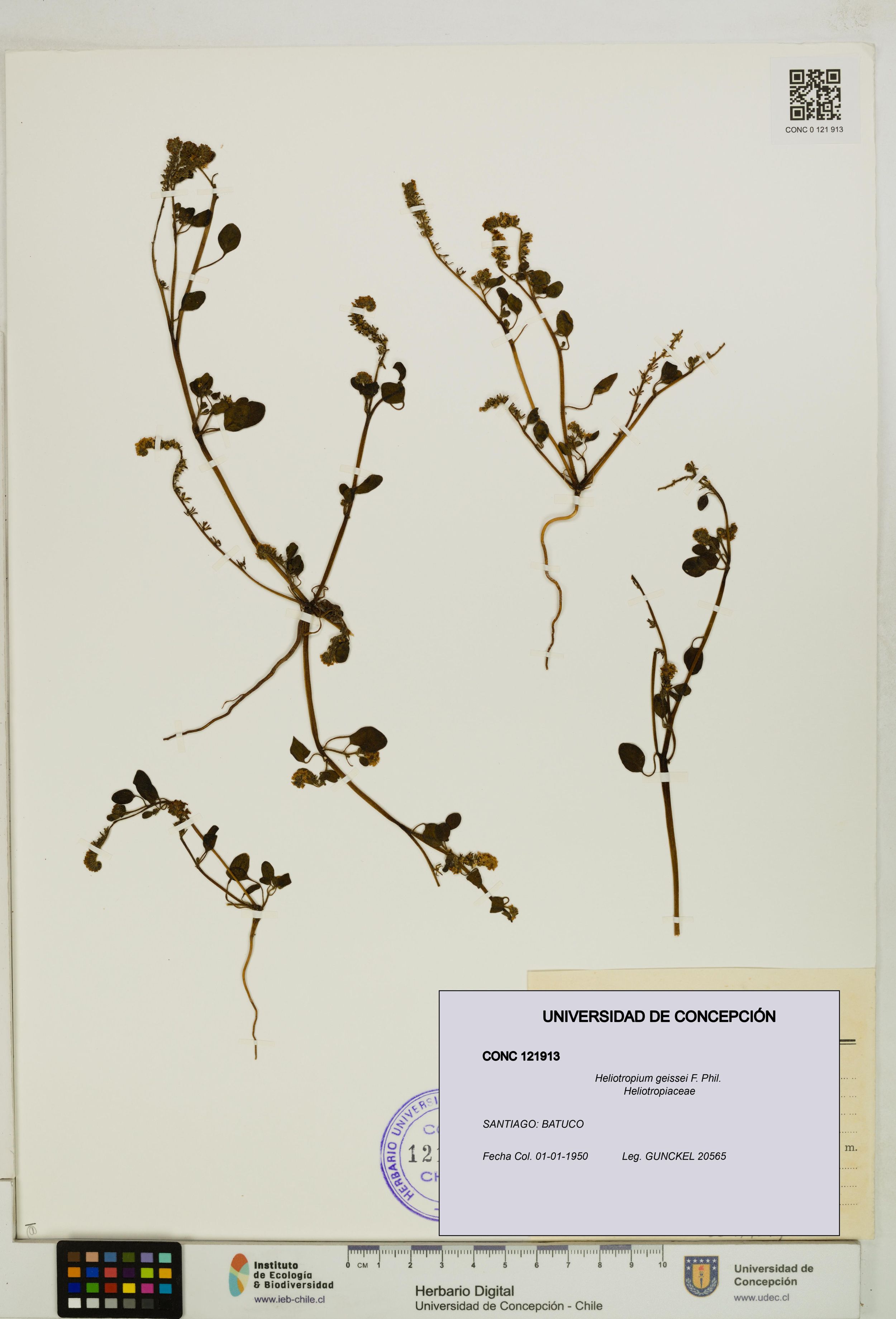 Heliotropium geissei [Espécimen: ]