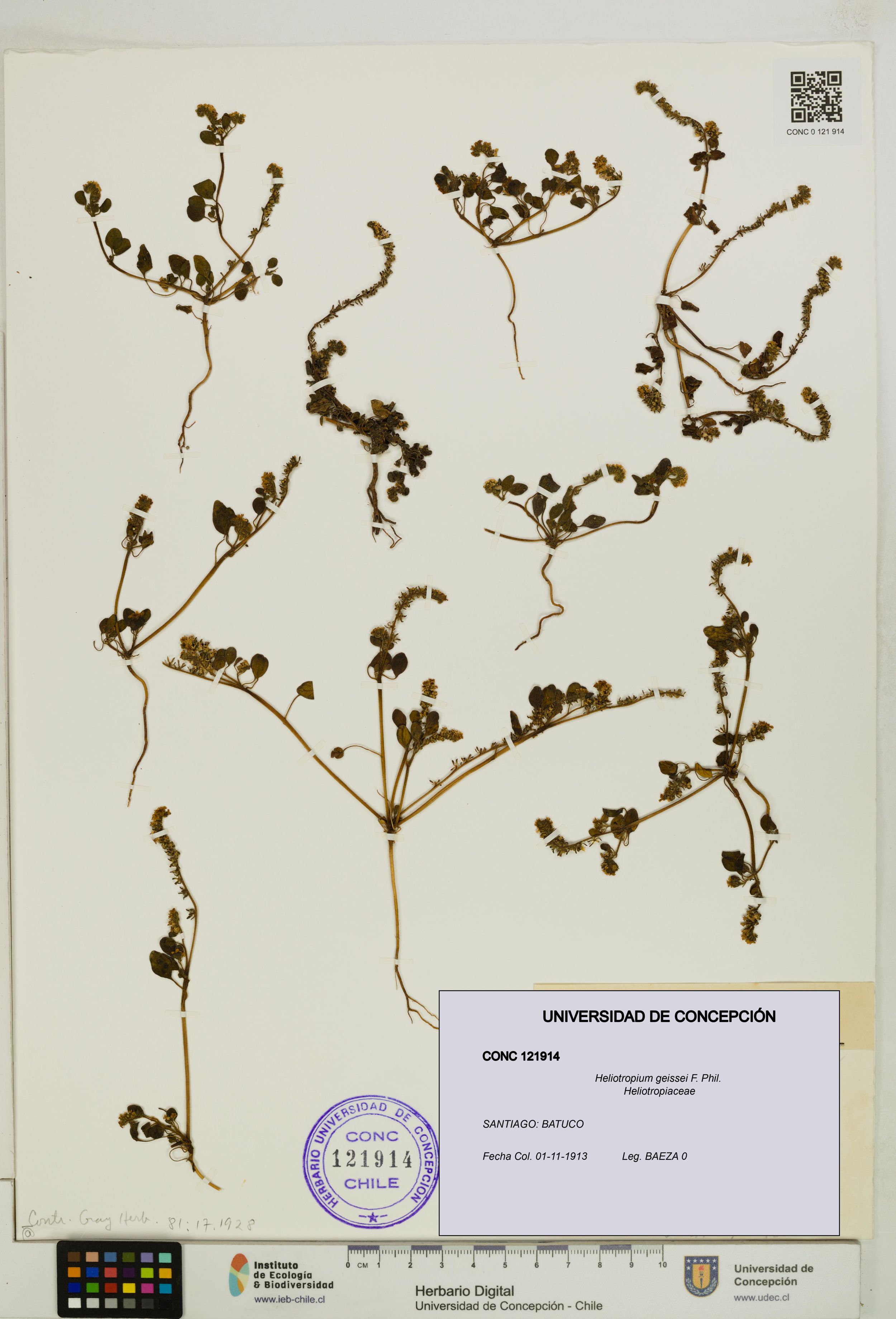 Heliotropium geissei [Espécimen: ]