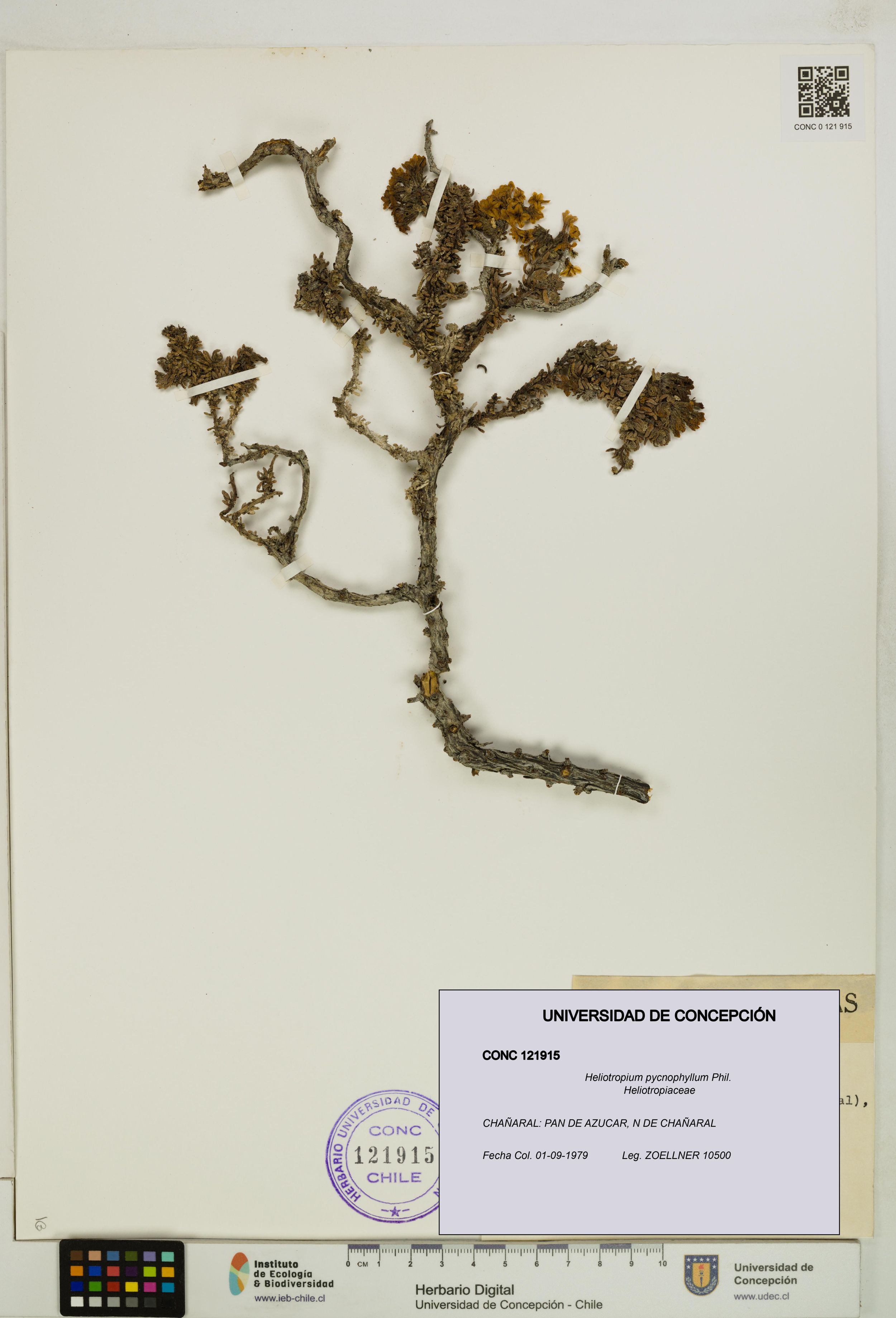 Heliotropium pycnophyllum [Espécimen: ]