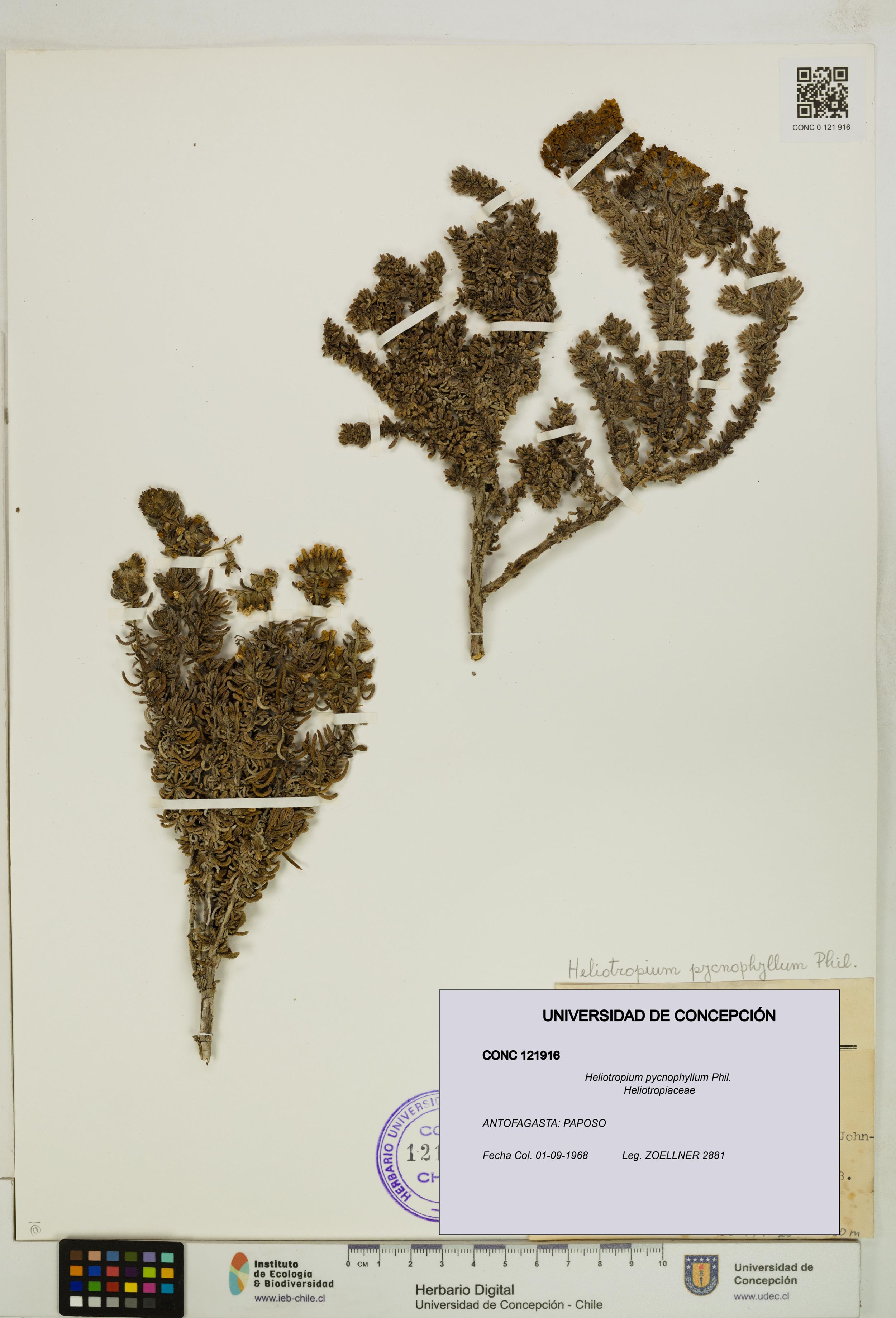 Heliotropium pycnophyllum [Espécimen: ]