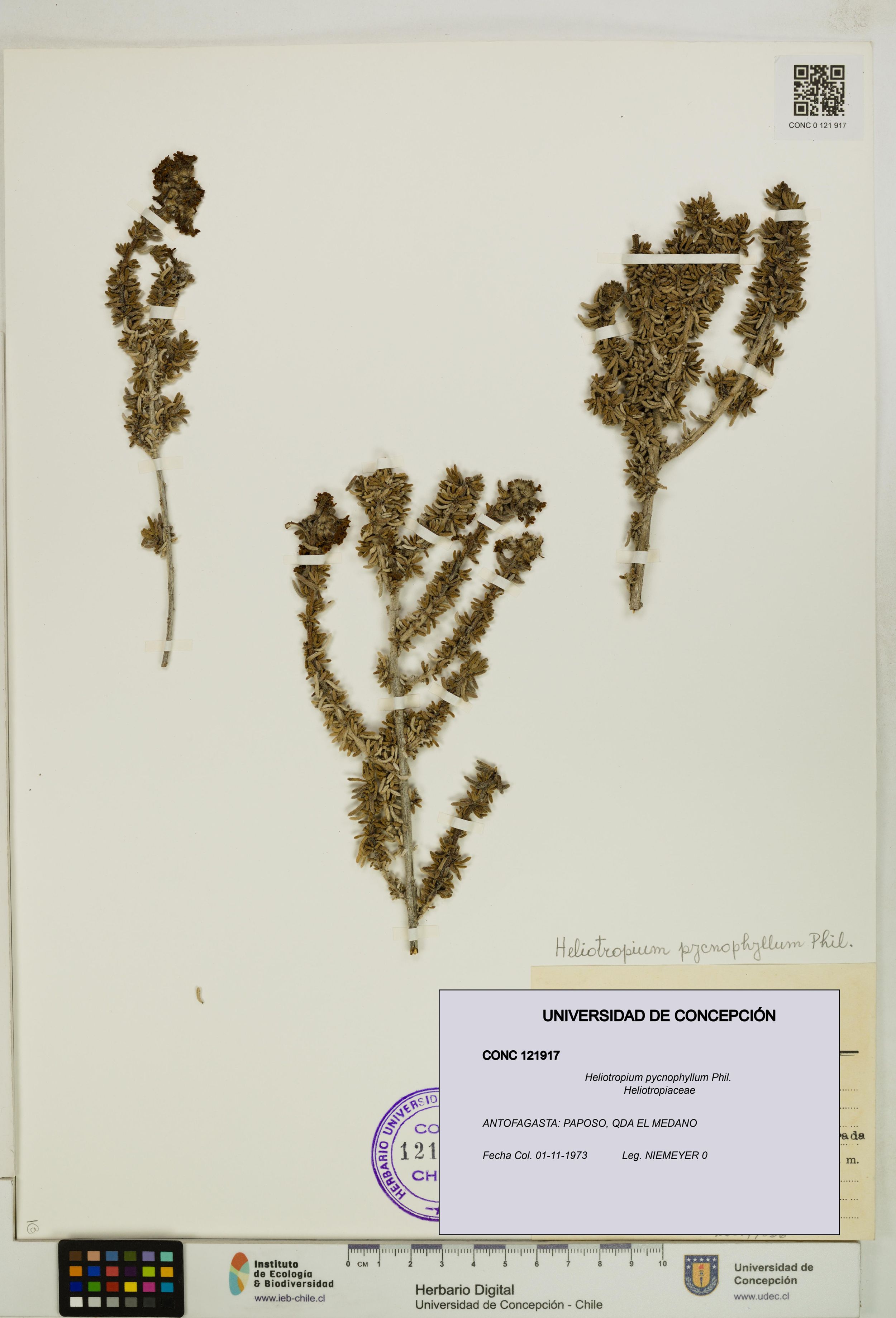 Heliotropium pycnophyllum [Espécimen: ]
