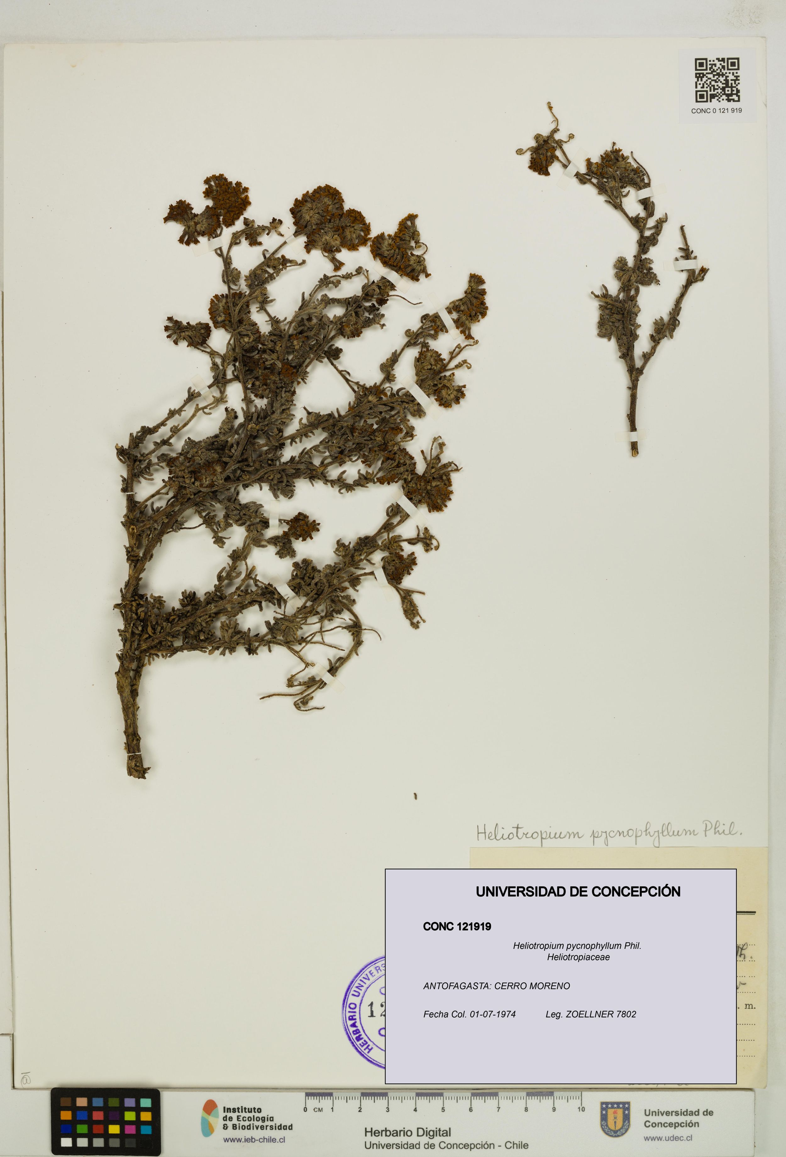 Heliotropium pycnophyllum [Espécimen: ]