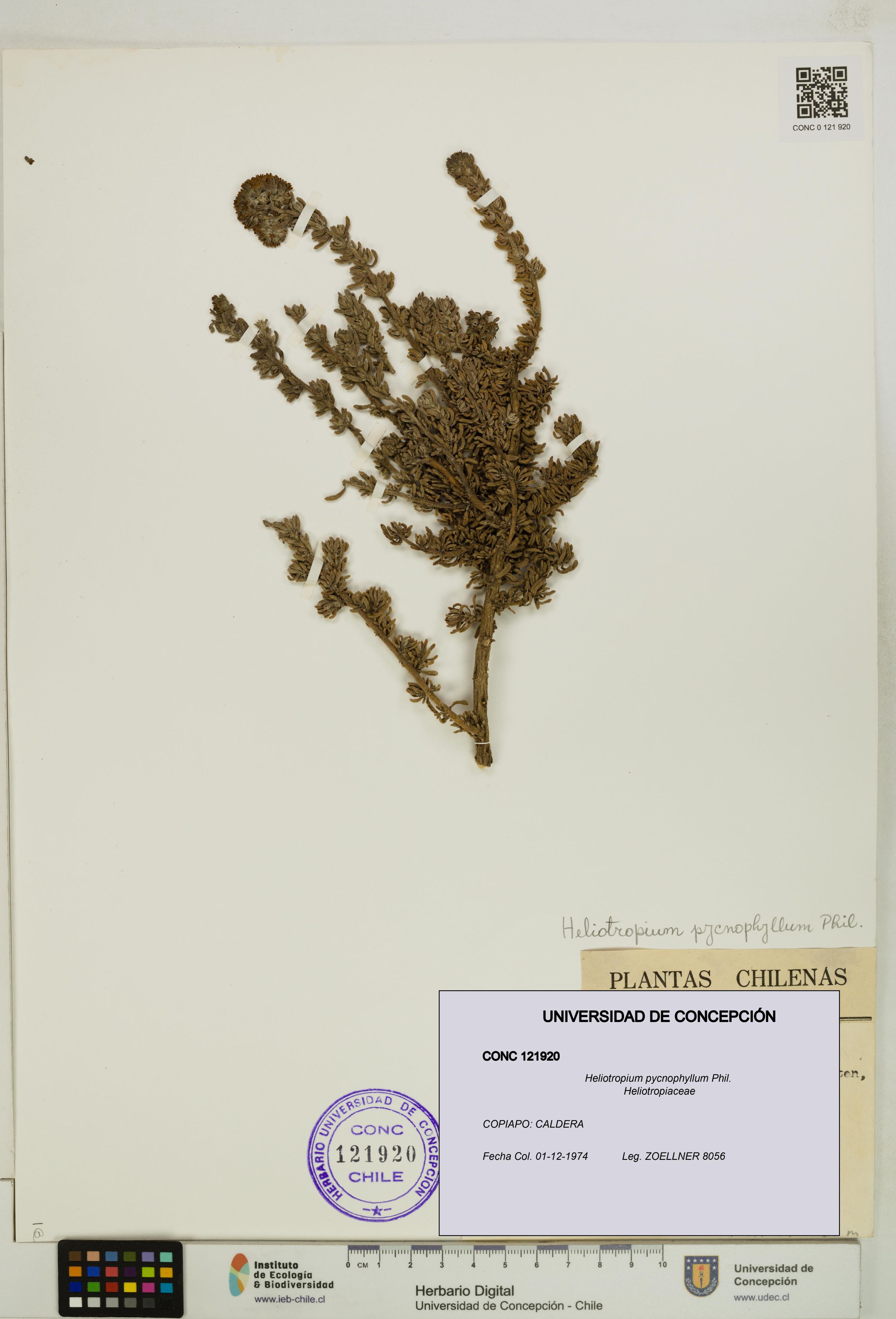Heliotropium pycnophyllum [Espécimen: ]