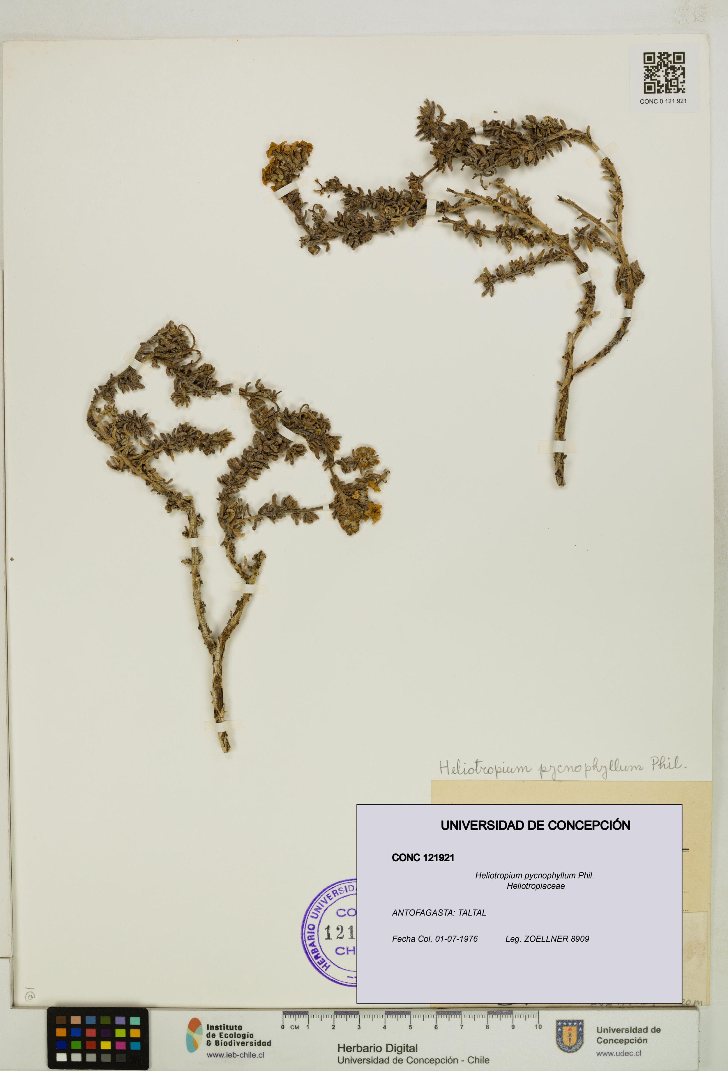 Heliotropium pycnophyllum [Espécimen: ]