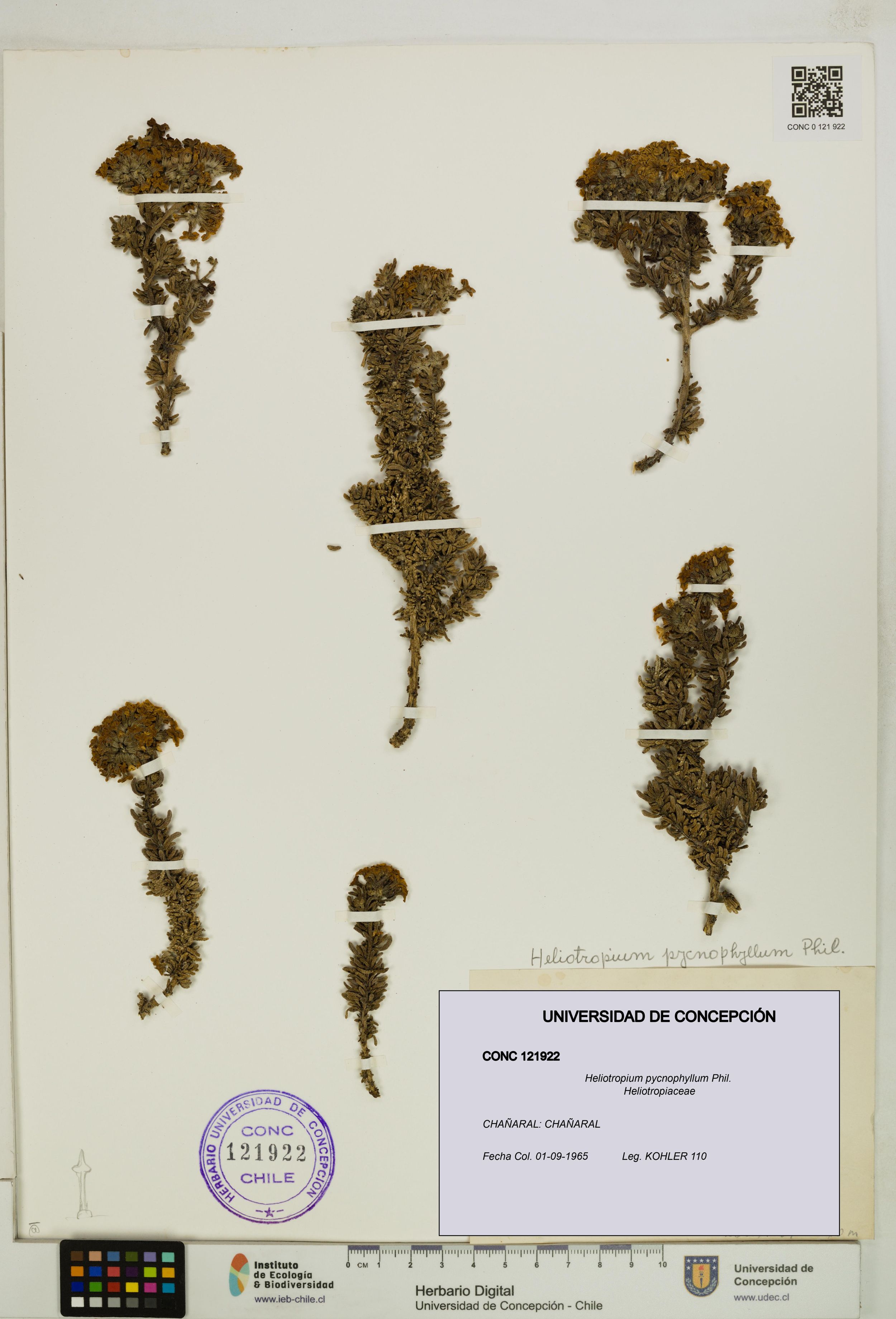 Heliotropium pycnophyllum [Espécimen: ]