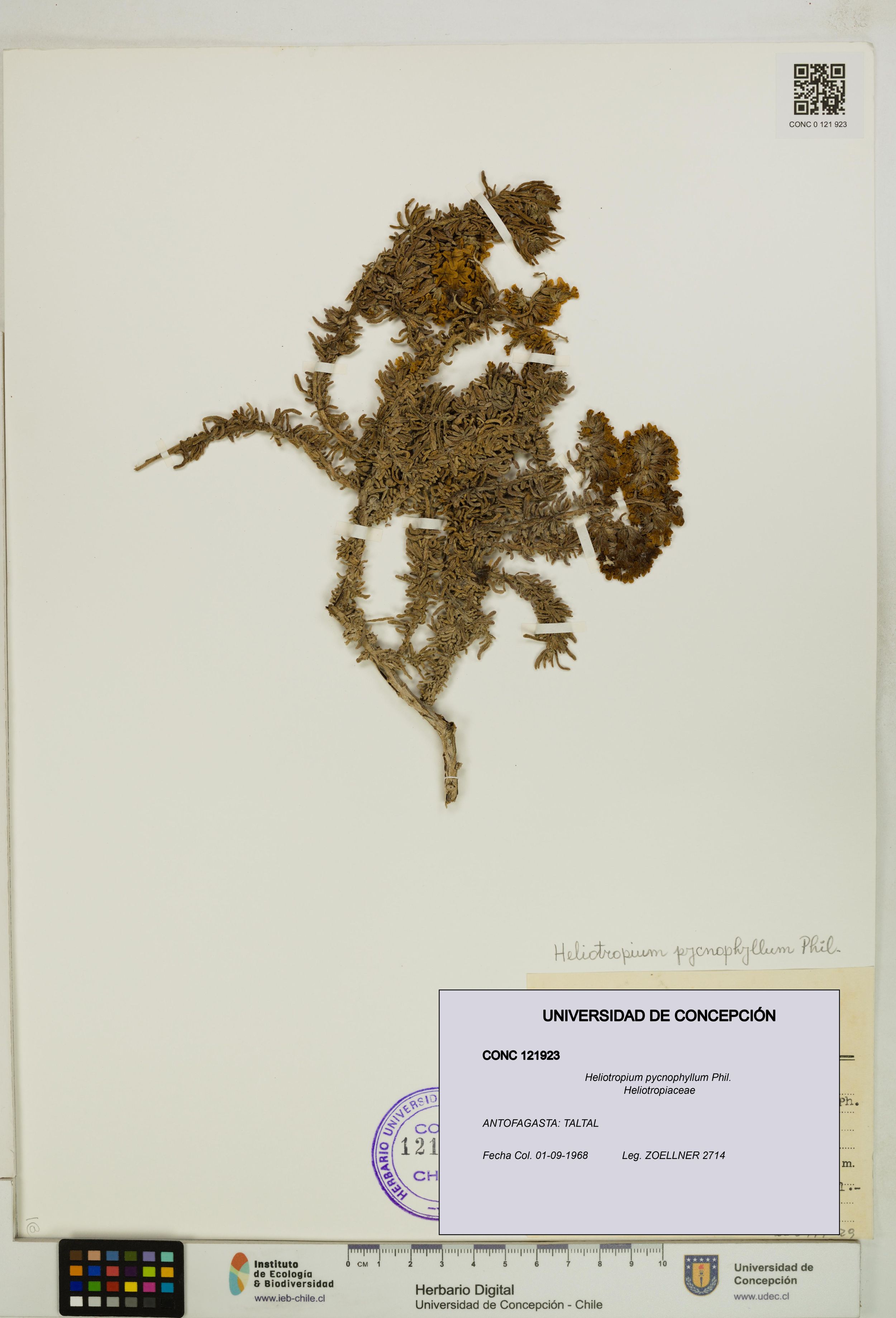 Heliotropium pycnophyllum [Espécimen: ]