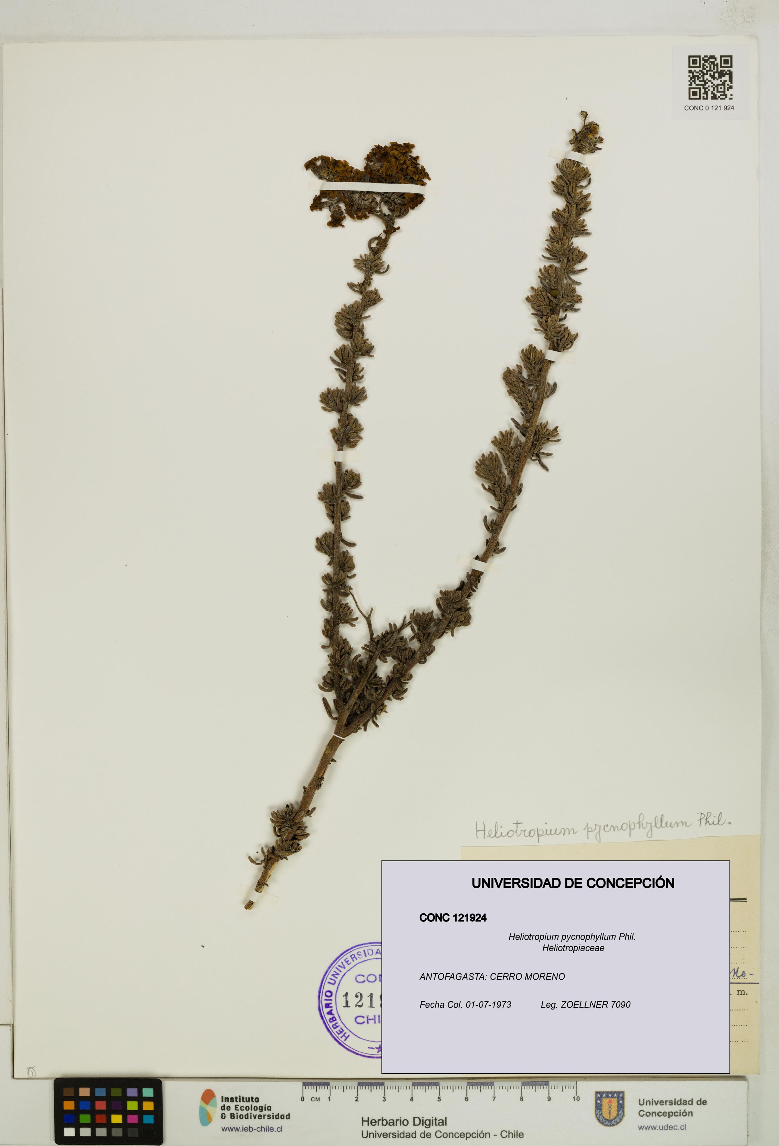 Heliotropium pycnophyllum [Espécimen: ]