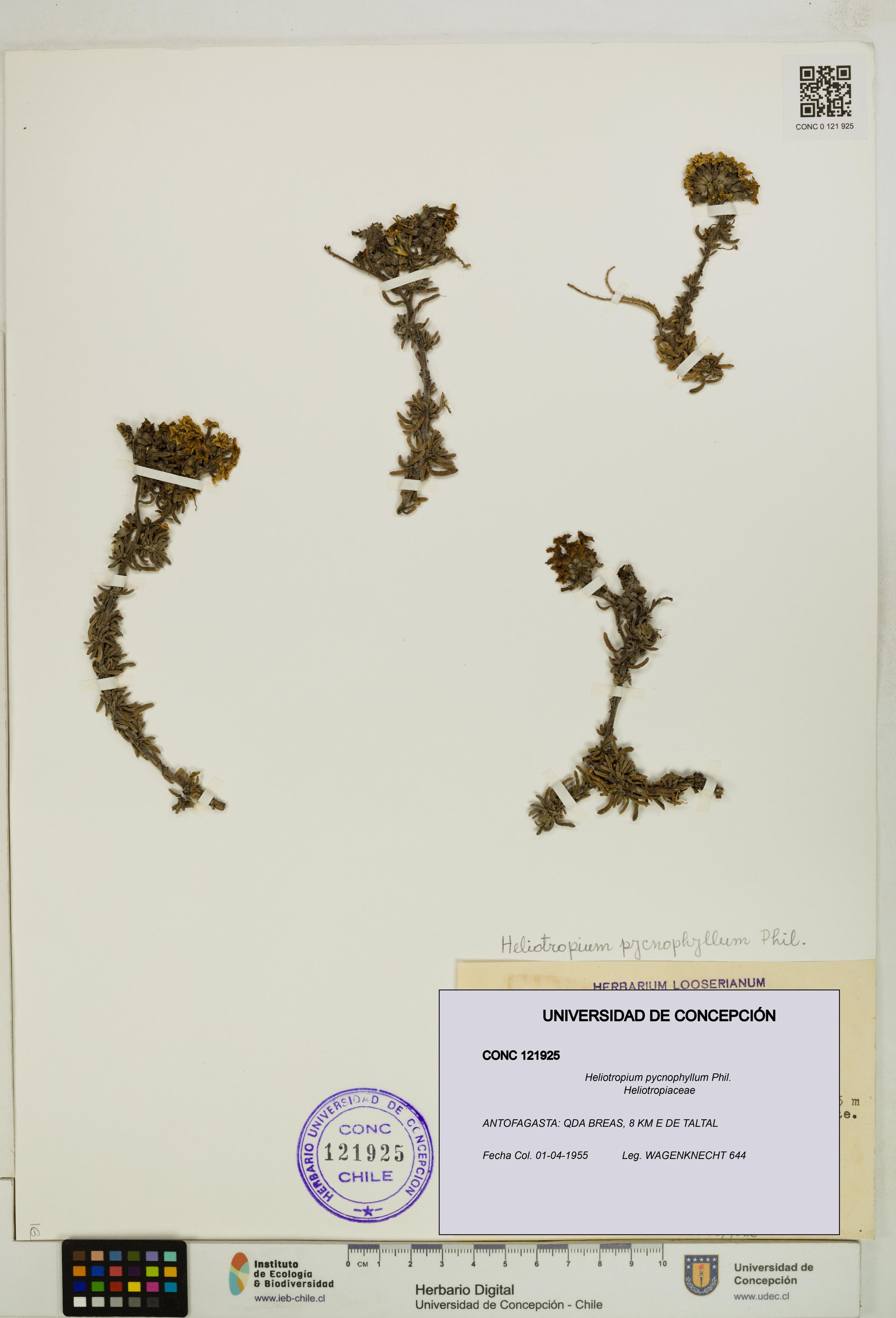 Heliotropium pycnophyllum [Espécimen: ]