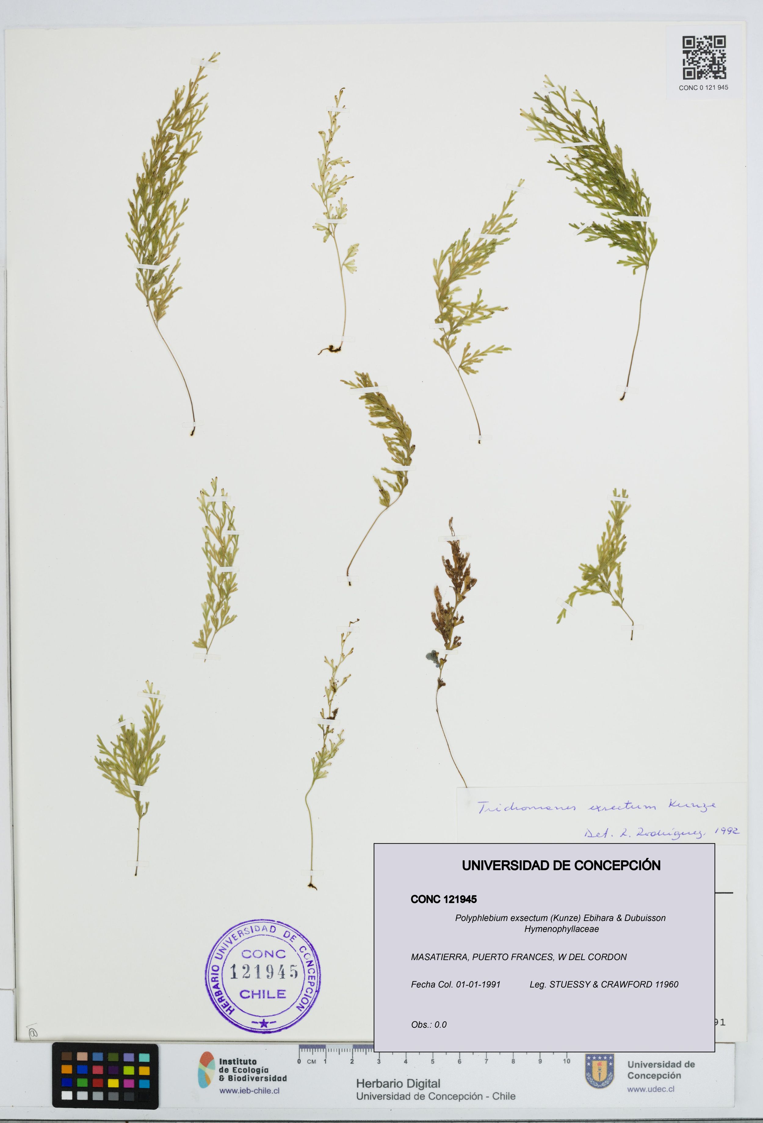 Polyphlebium exsectum [Espécimen: ]