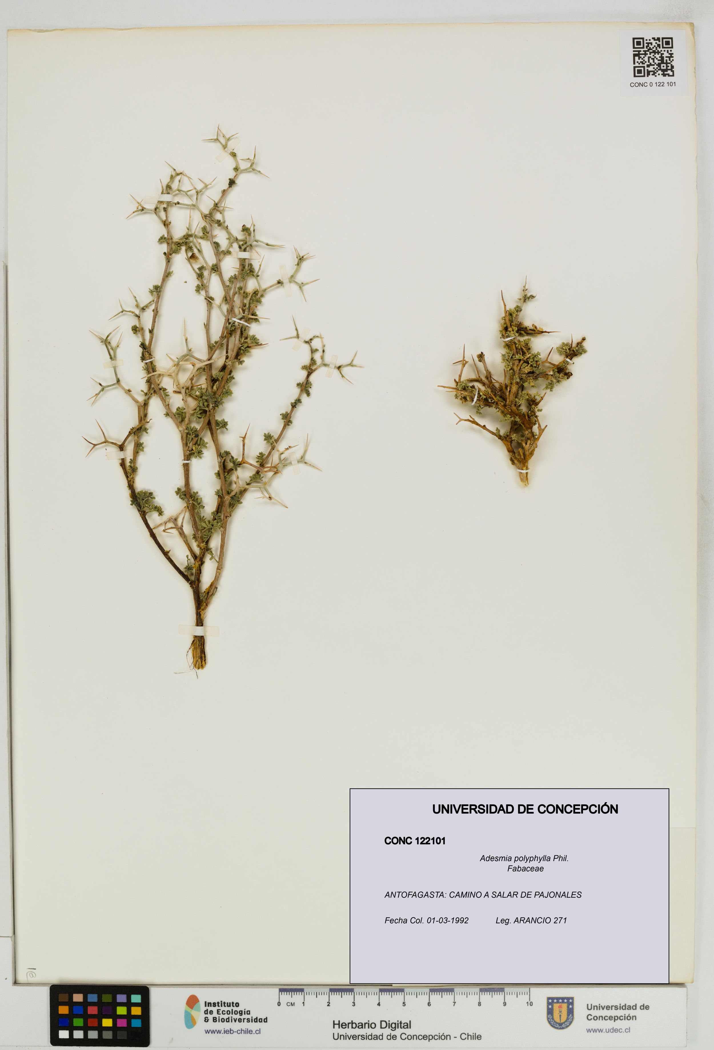 Adesmia polyphylla [Espécimen: ]