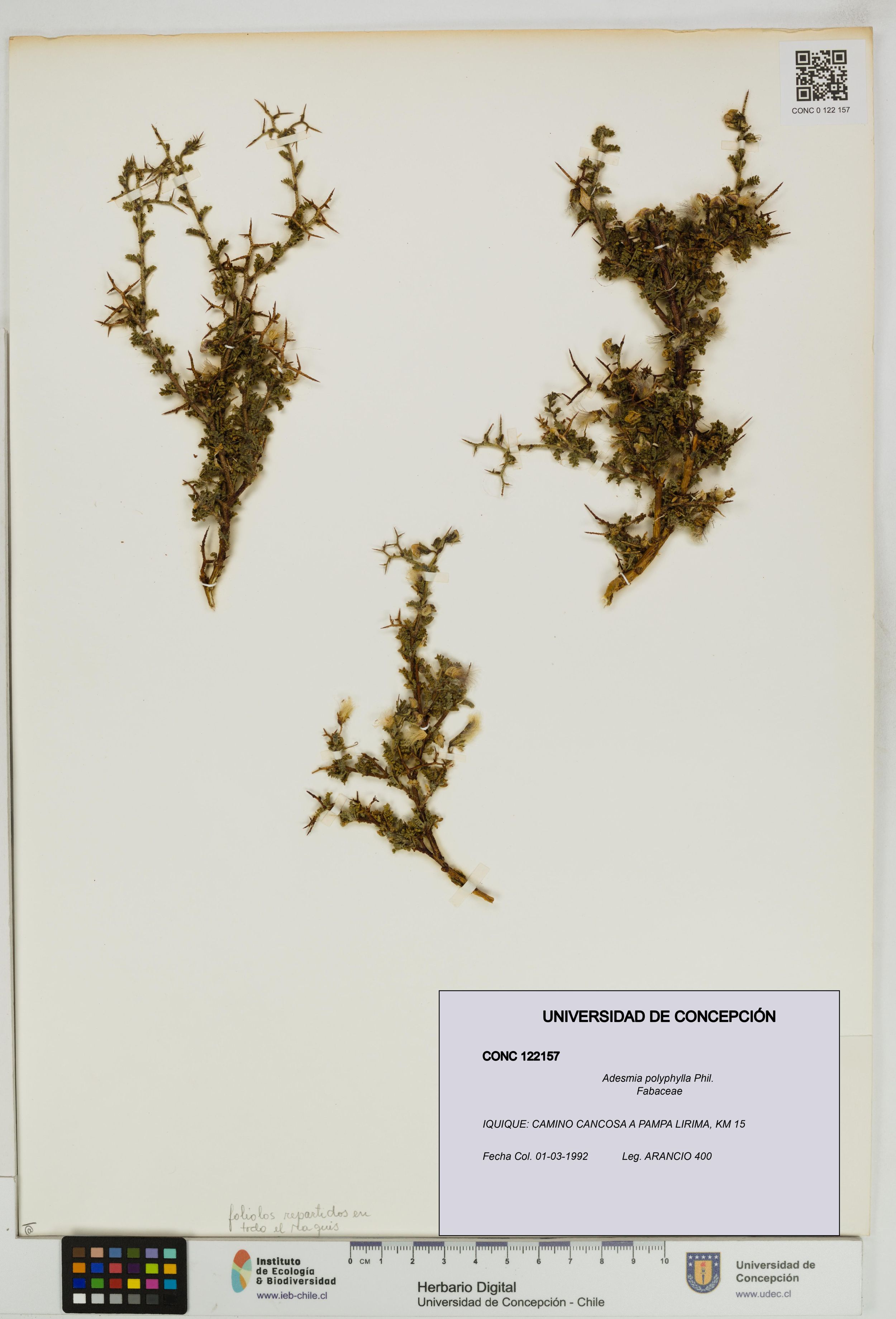 Adesmia polyphylla [Espécimen: ]