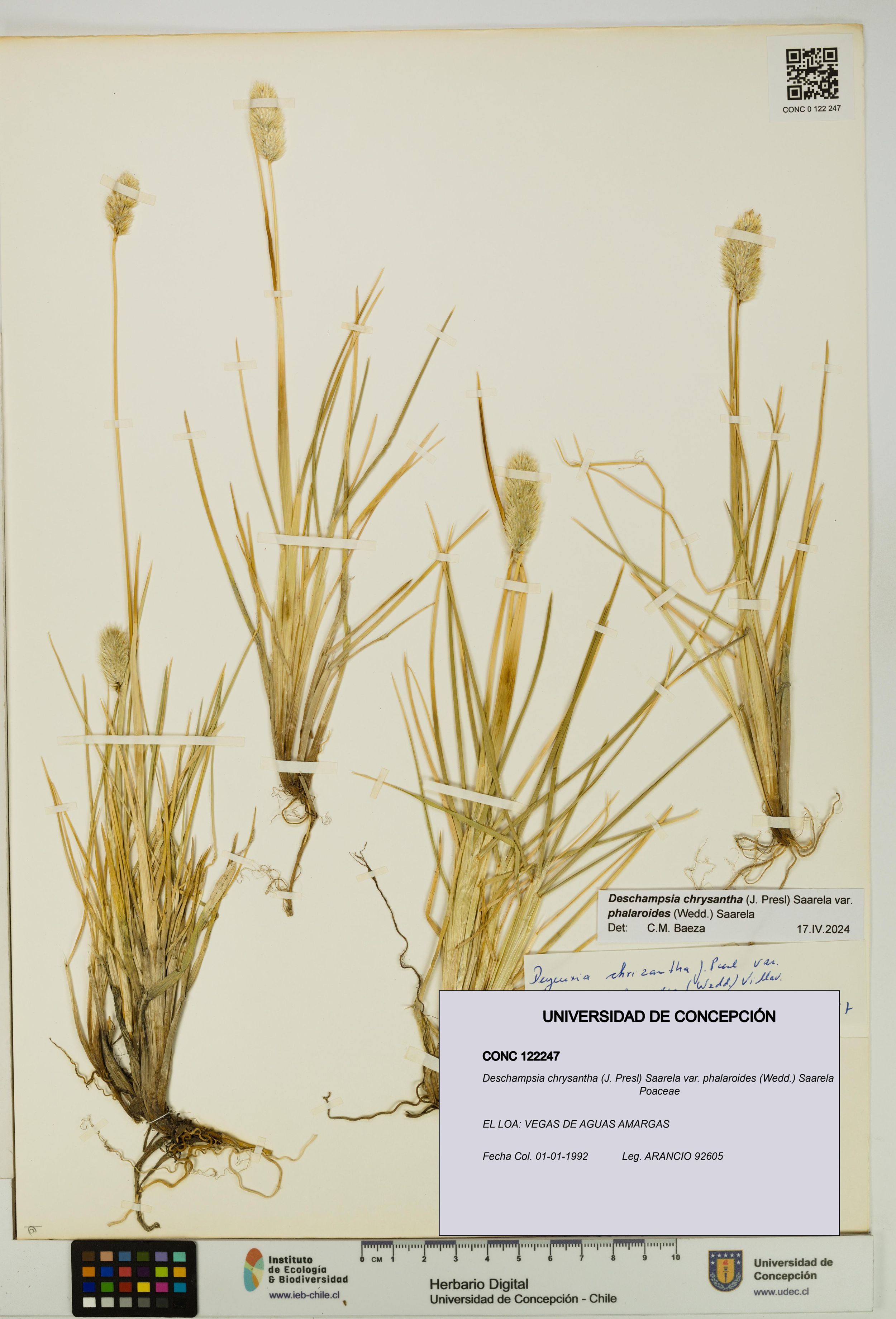 Deschampsia chrysantha var. phalaroides [Espécimen: ]