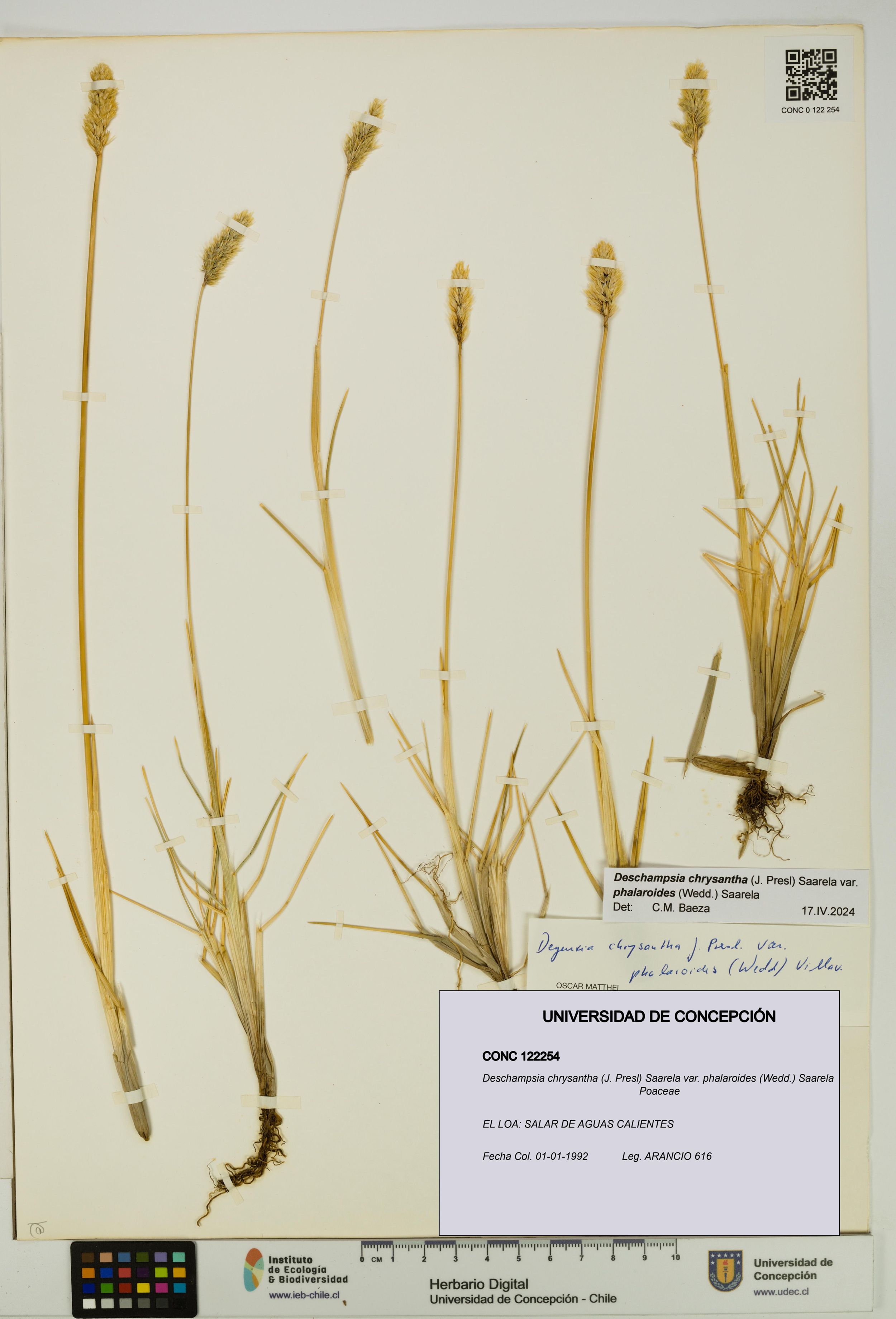 Deschampsia chrysantha var. phalaroides [Espécimen: ]