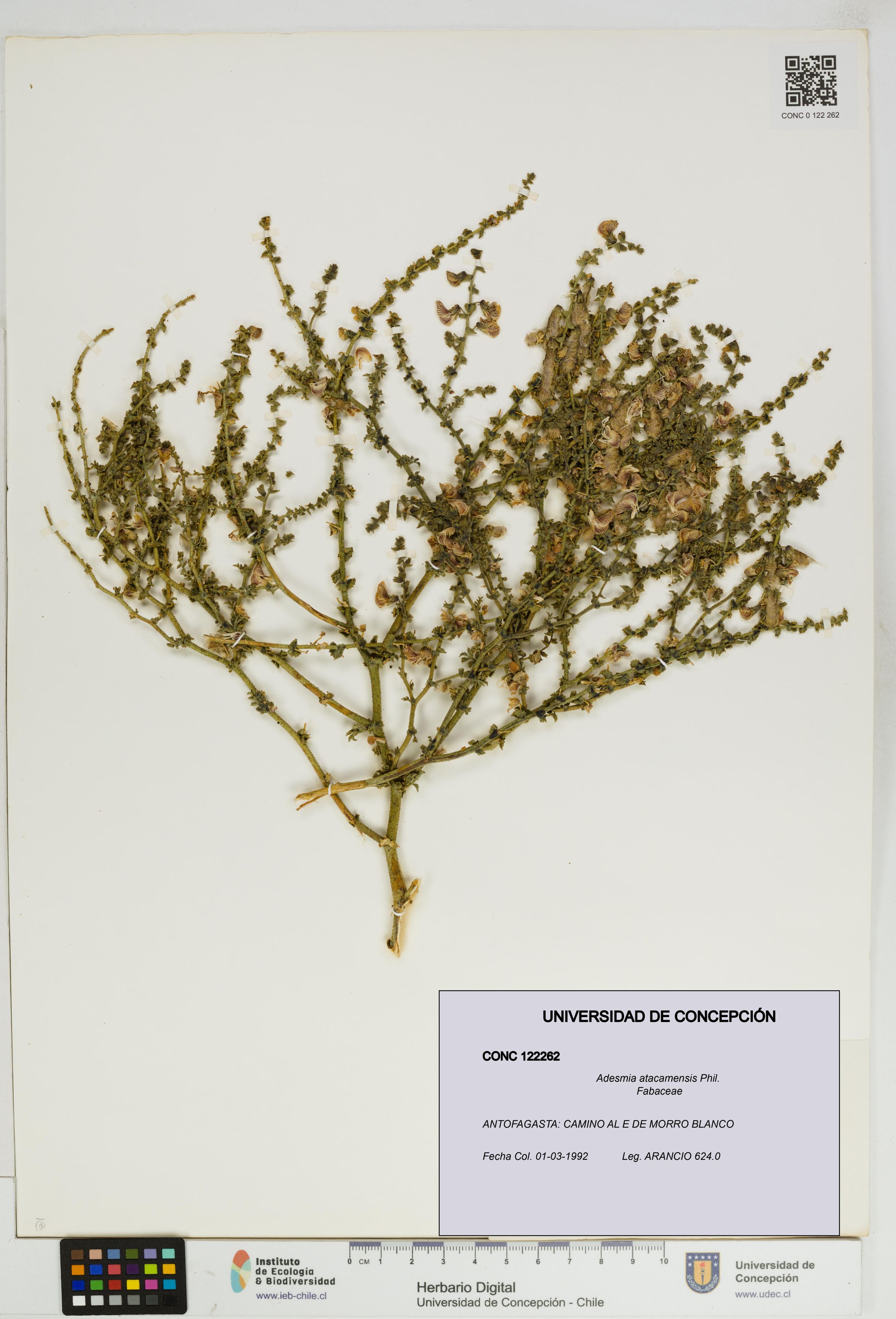Adesmia atacamensis [Espécimen: ]