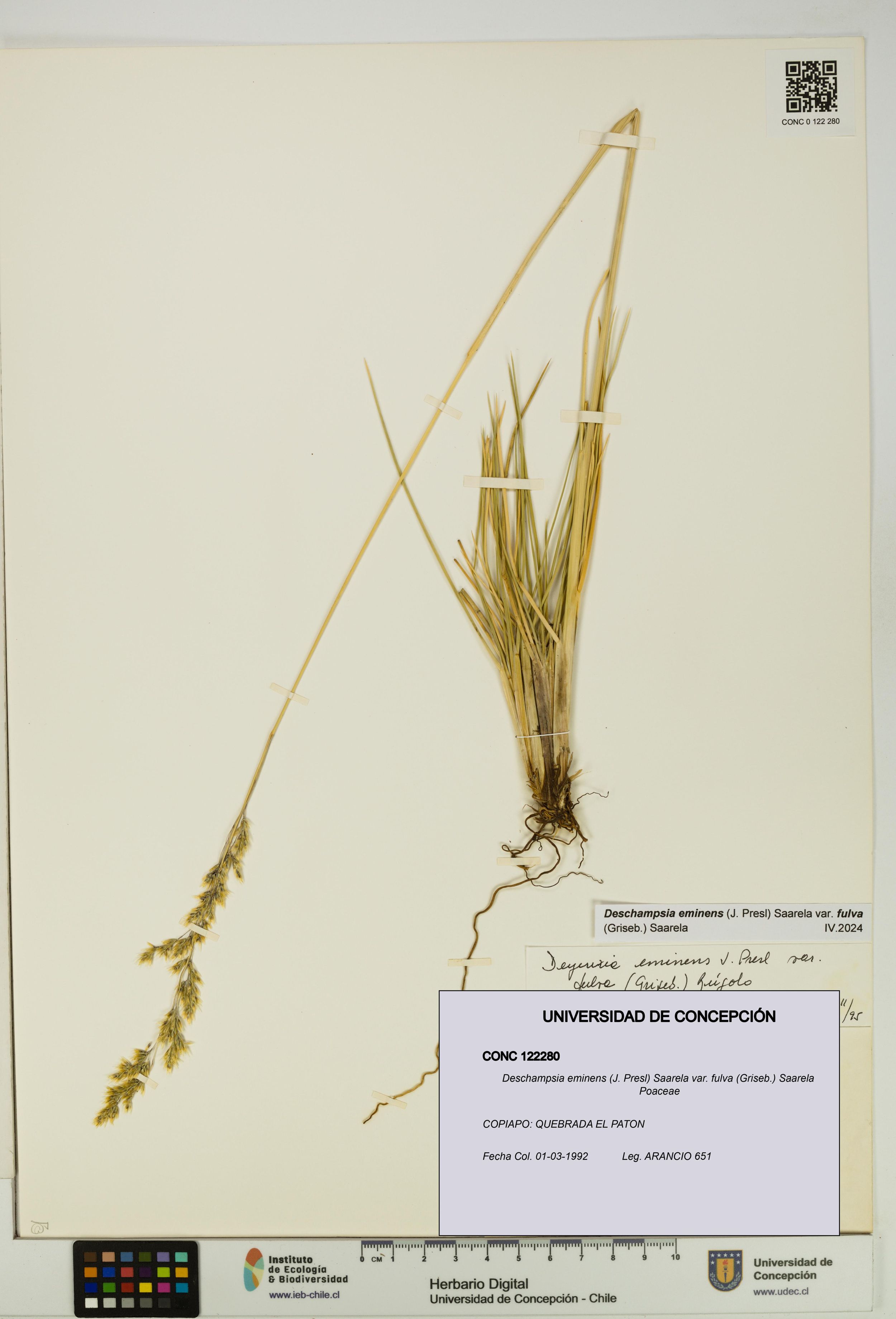 Deschampsia eminens [Espécimen: ]