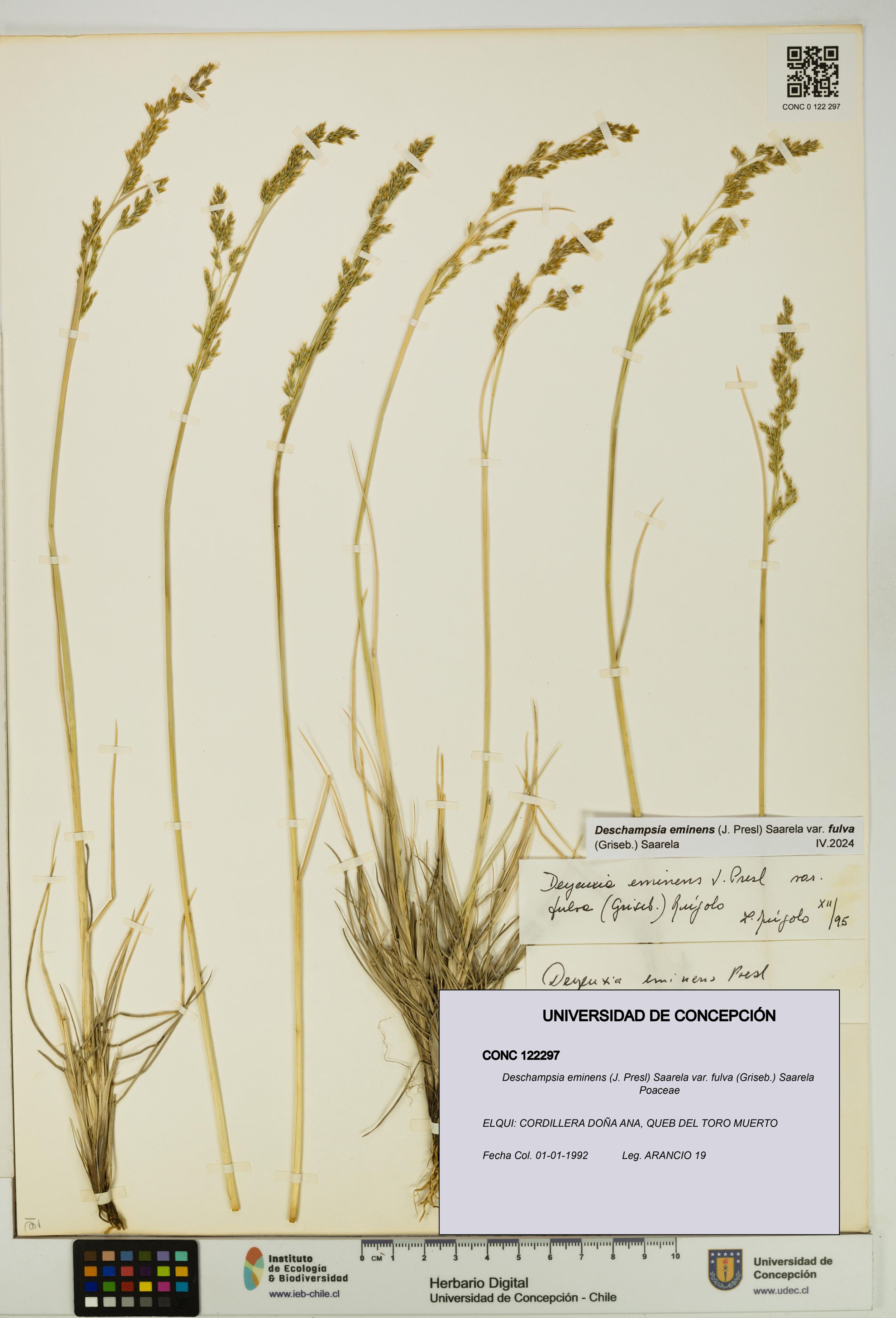 Deschampsia eminens [Espécimen: ]