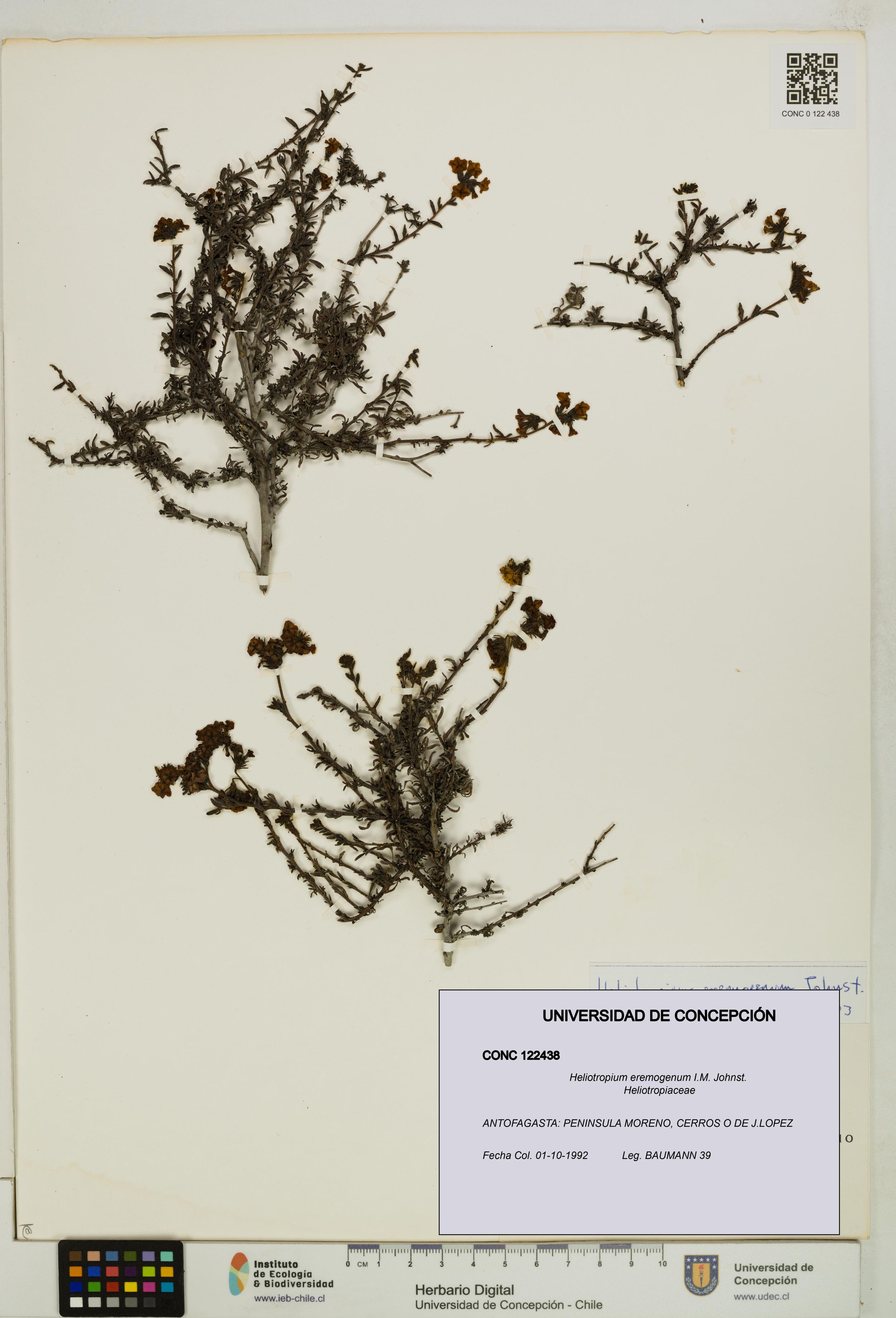 Heliotropium eremogenum [Espécimen: ]