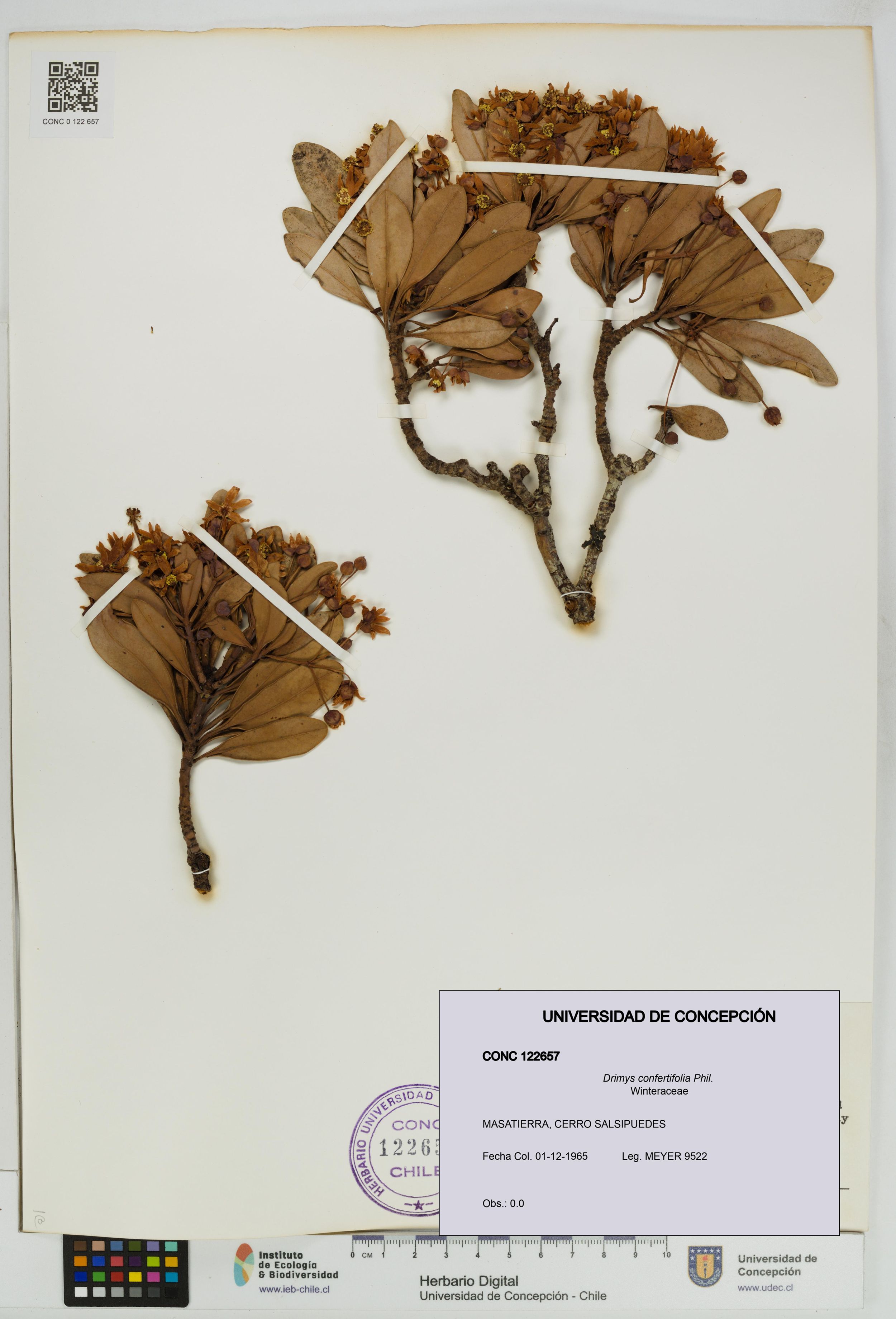 Drimys confertifolia [Espécimen: ]