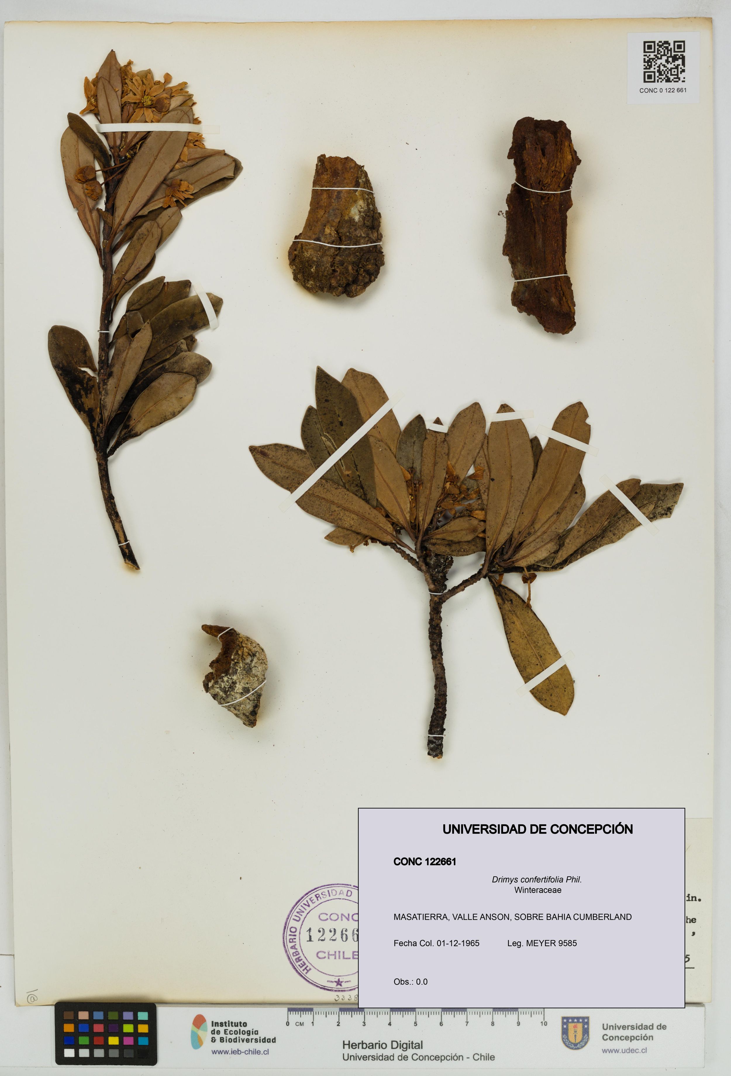 Drimys confertifolia [Espécimen: ]