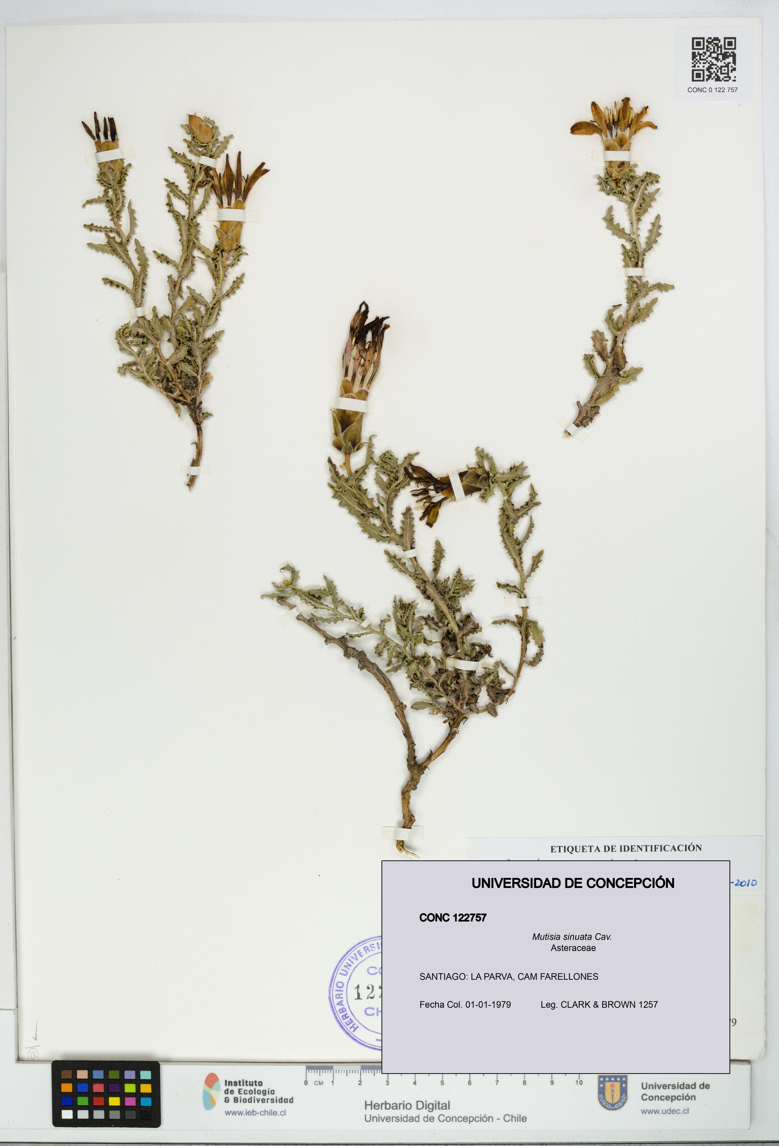 Mutisia sinuata [Espécimen: ]