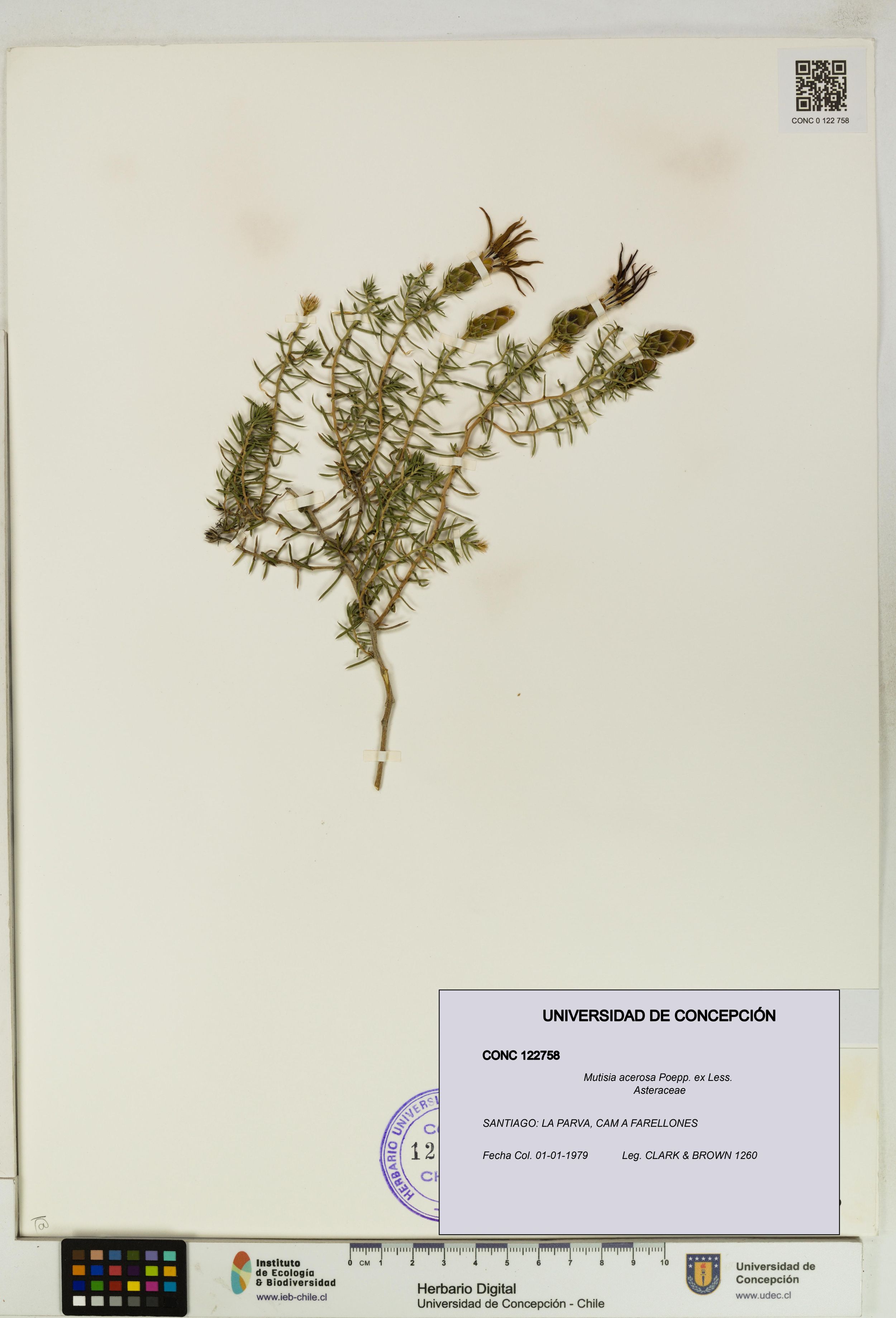 Mutisia acerosa [Espécimen: ]