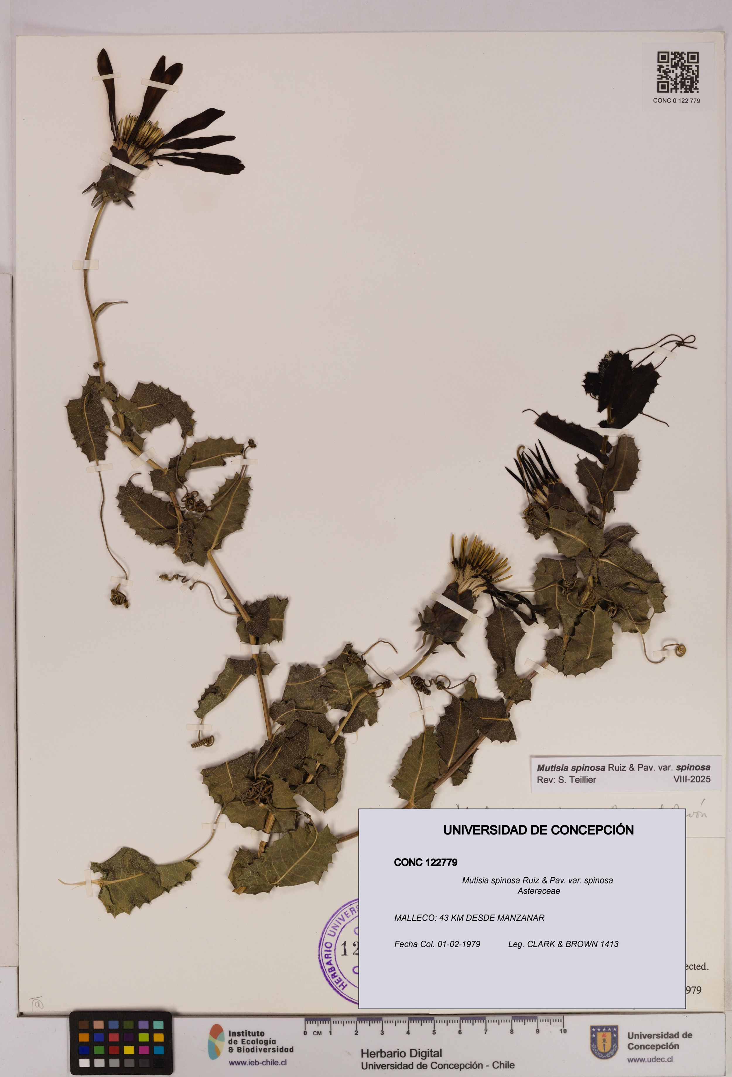 Mutisia spinosa var. spinosa [Espécimen: ]