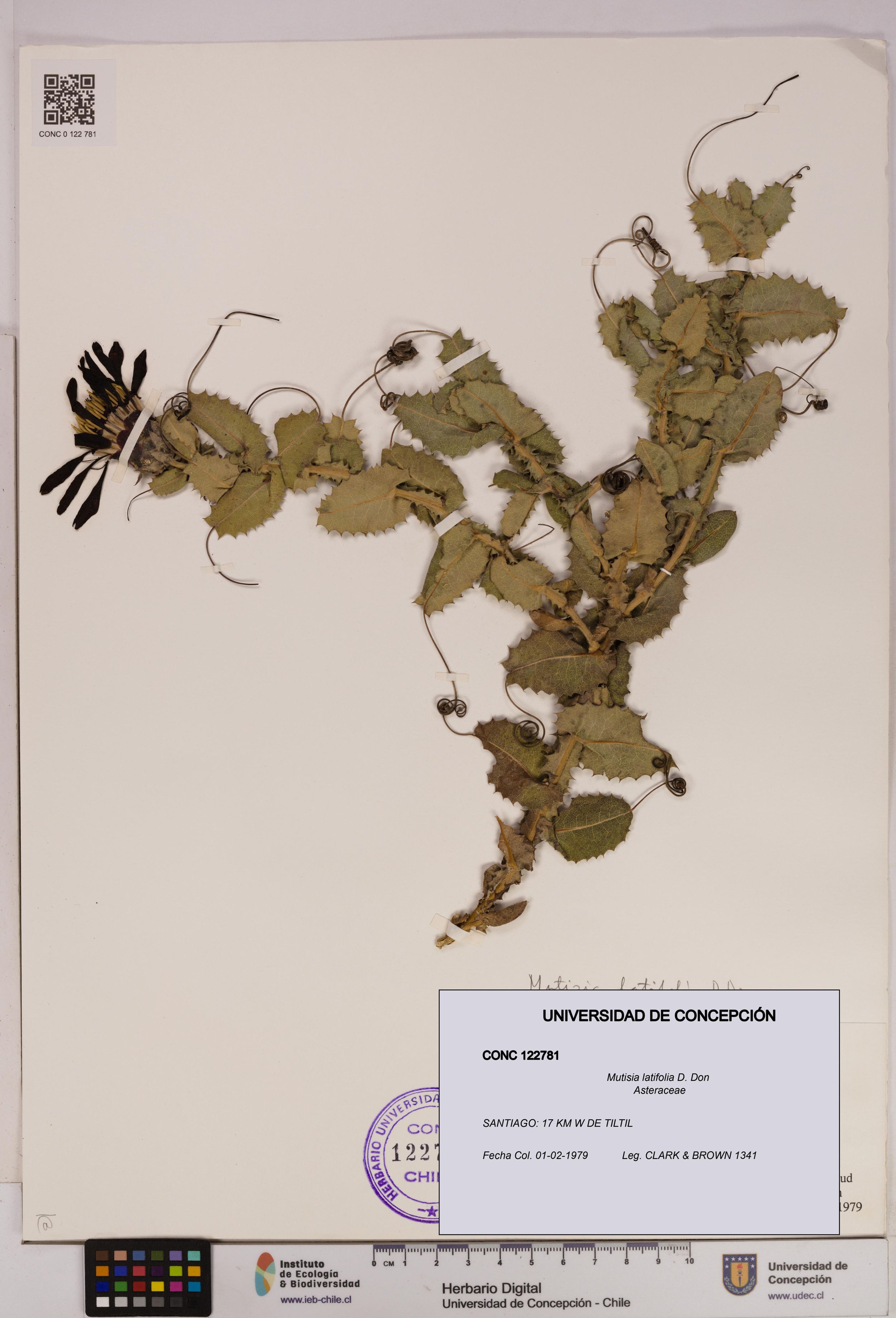 Mutisia latifolia [Espécimen: ]