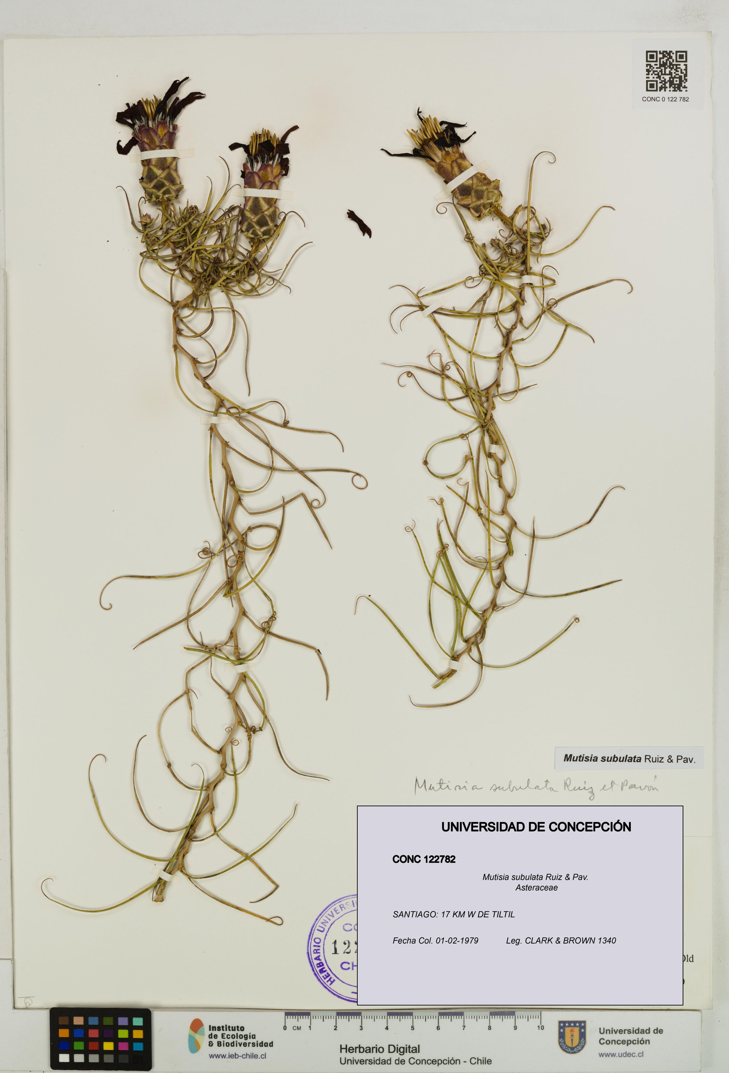 Mutisia subulata [Espécimen: ]