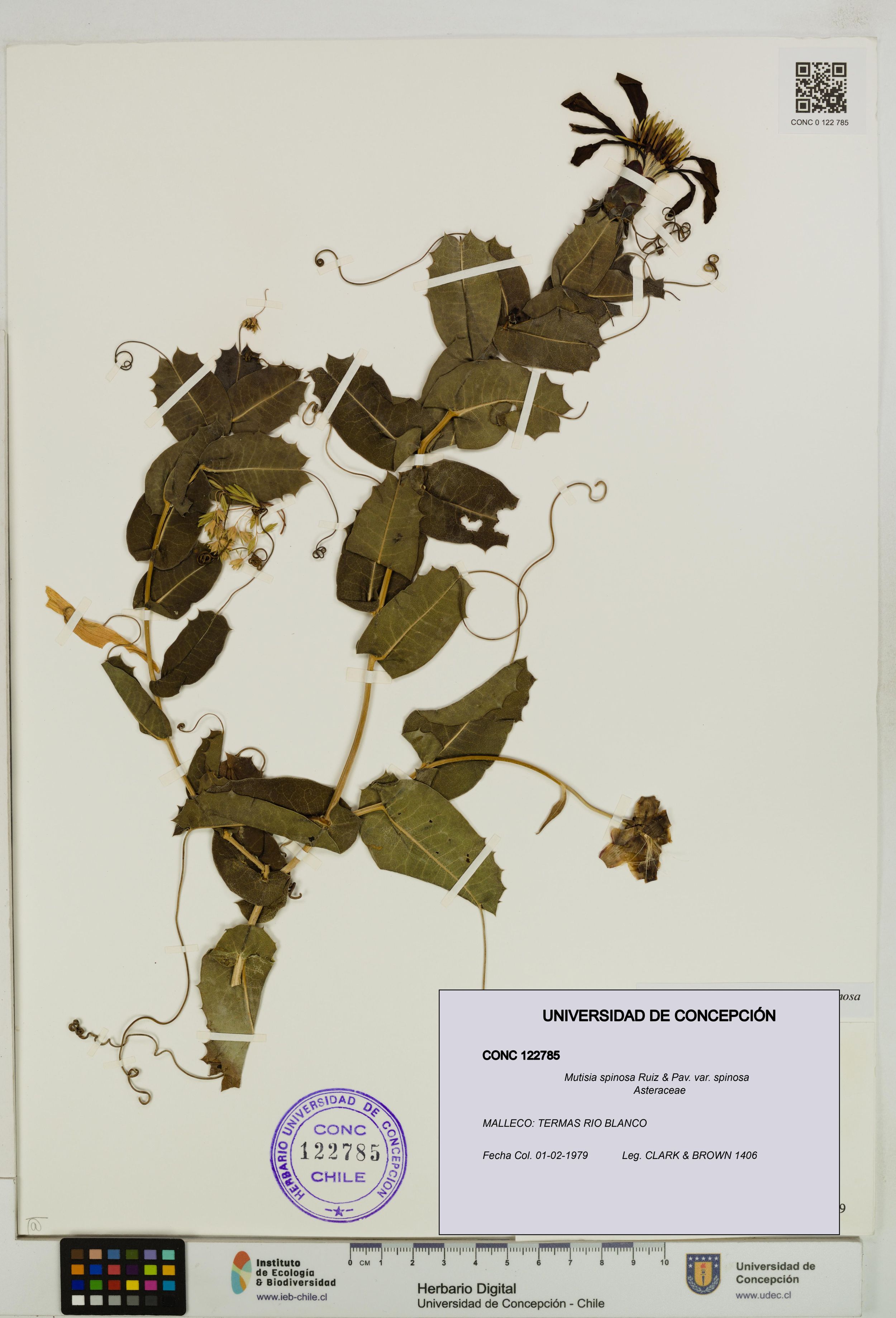 Mutisia spinosa var. spinosa [Espécimen: ]